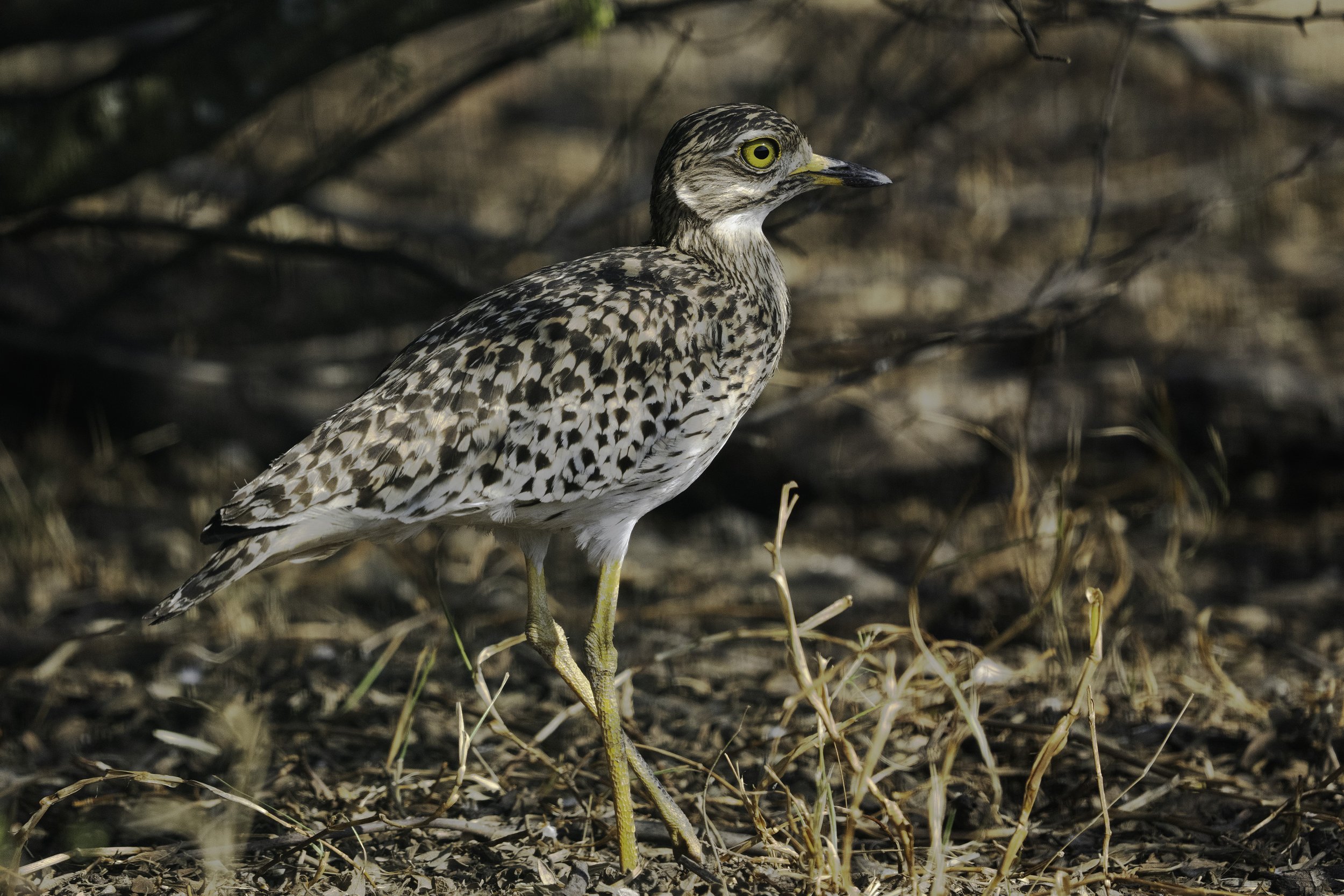 Spotted Thick-knee