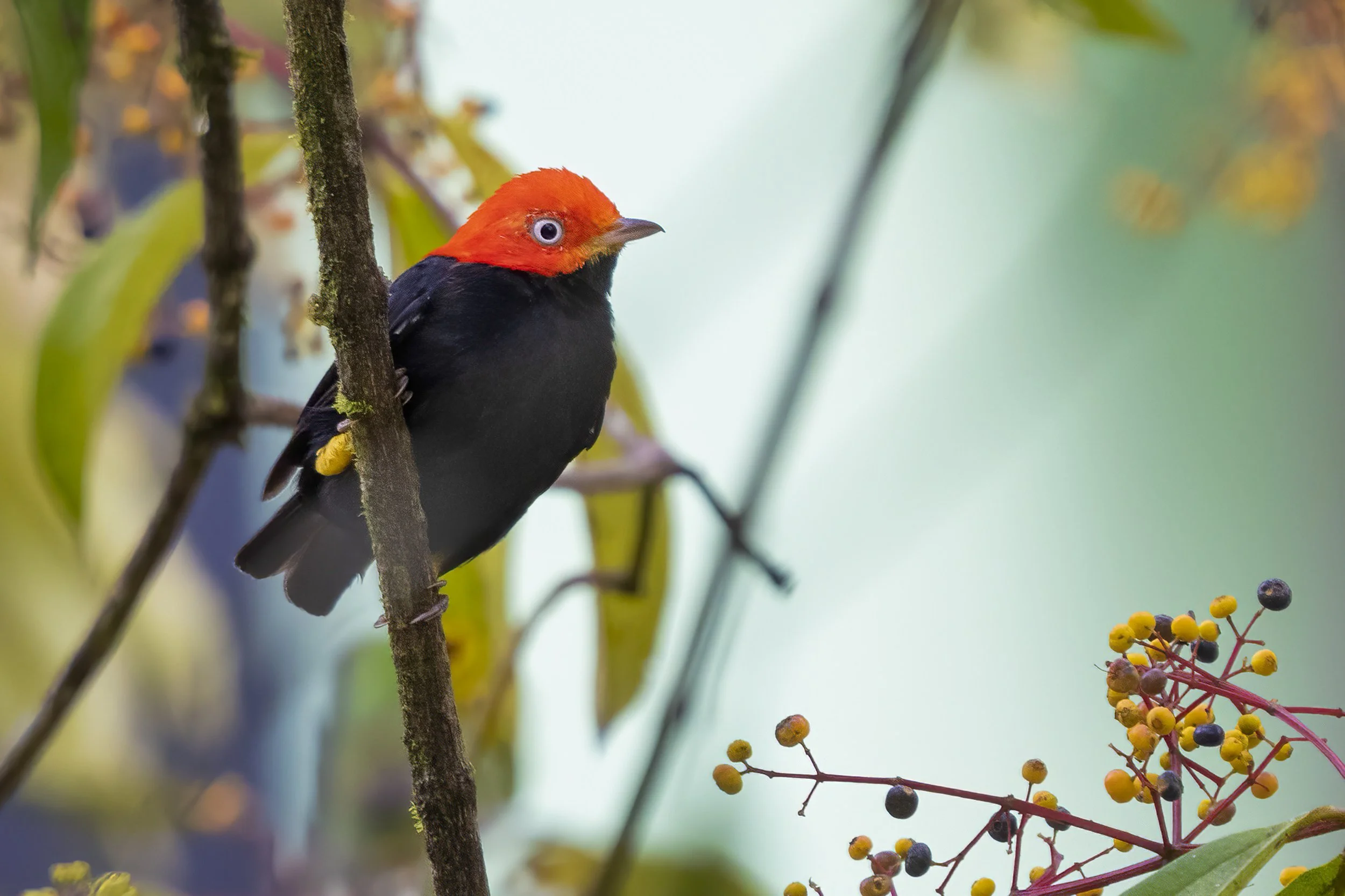 Red Capped Manakin