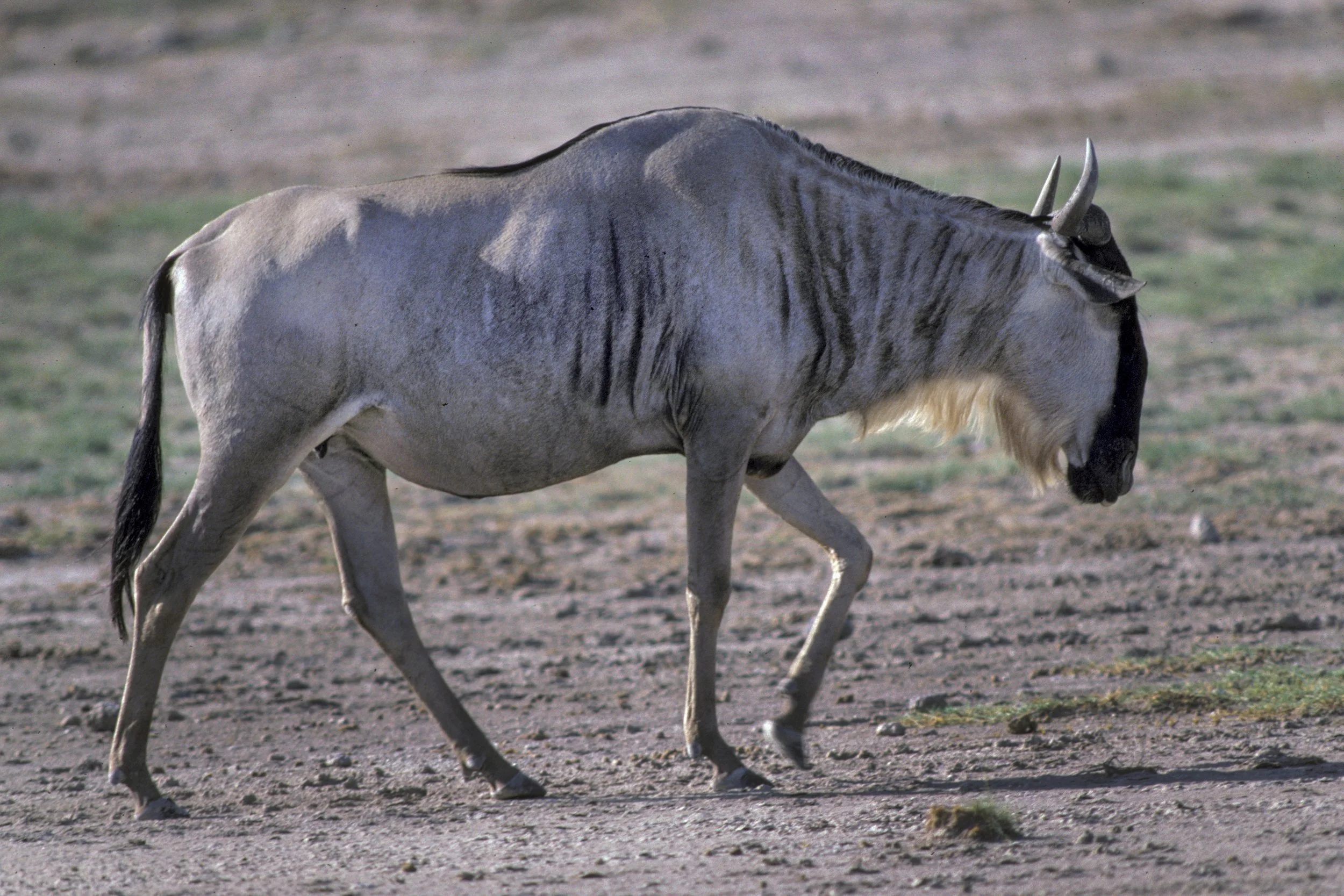 Wildebeest