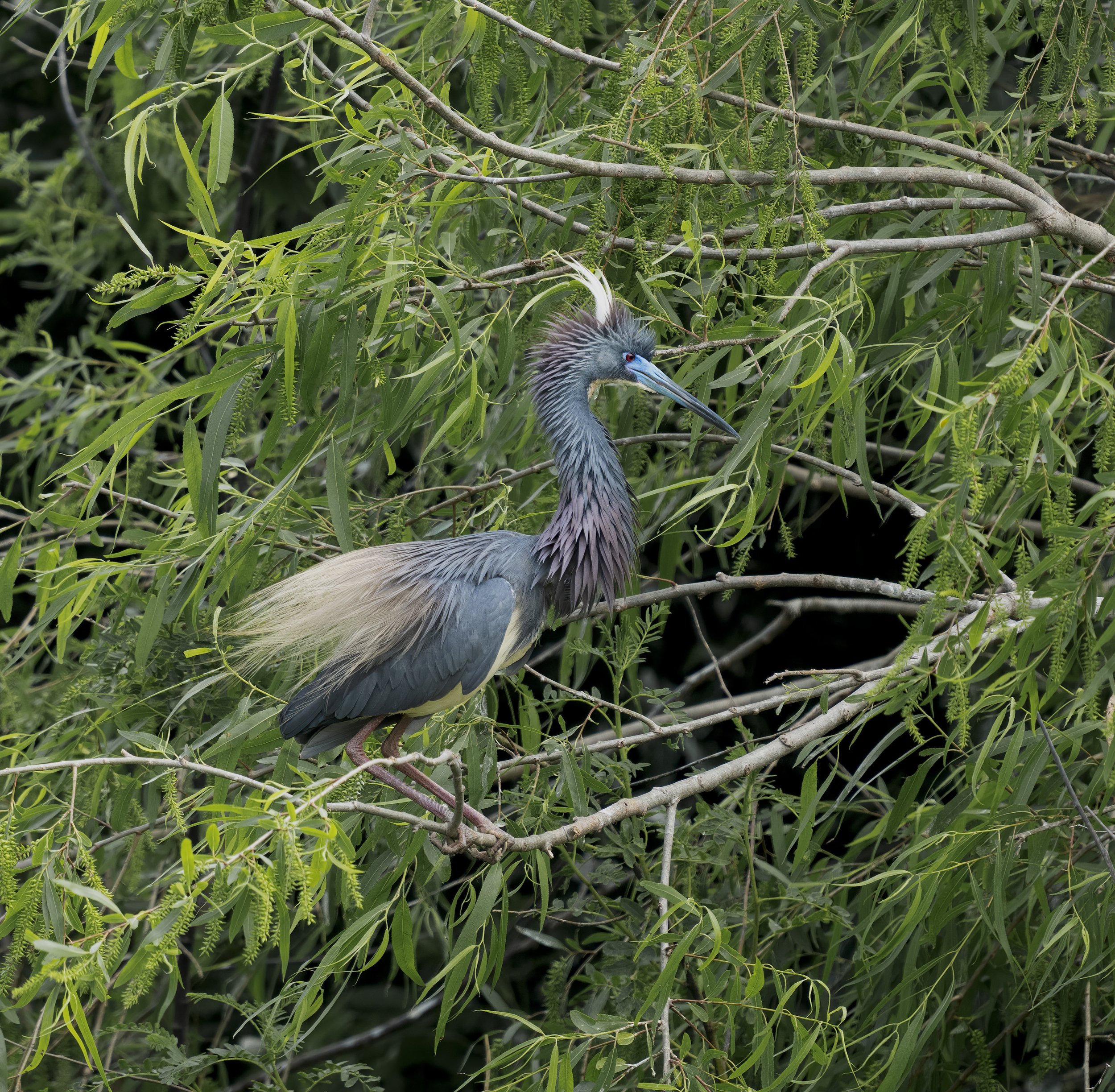 Tricolored Heron