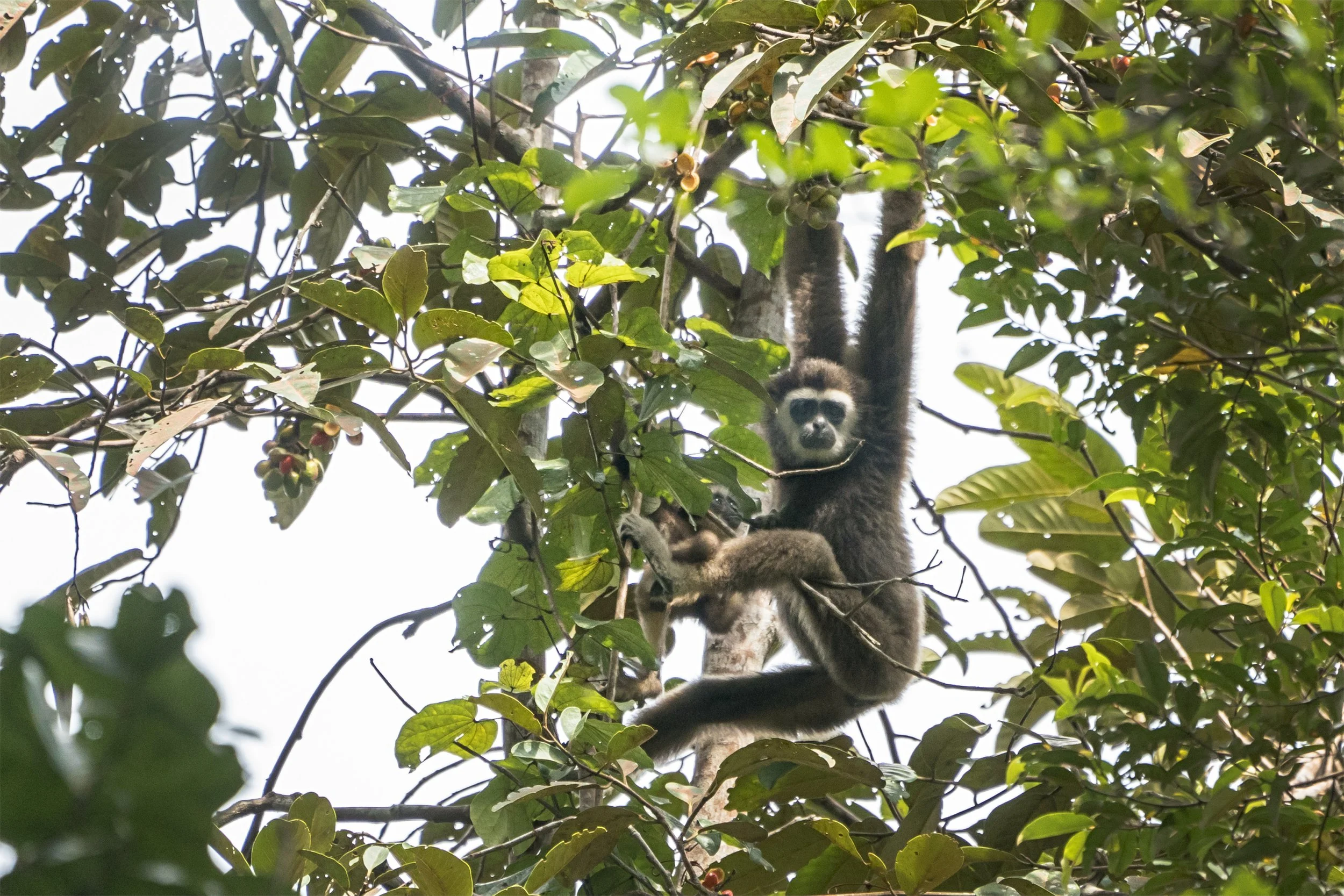 White Handed Gibon, Malaysia