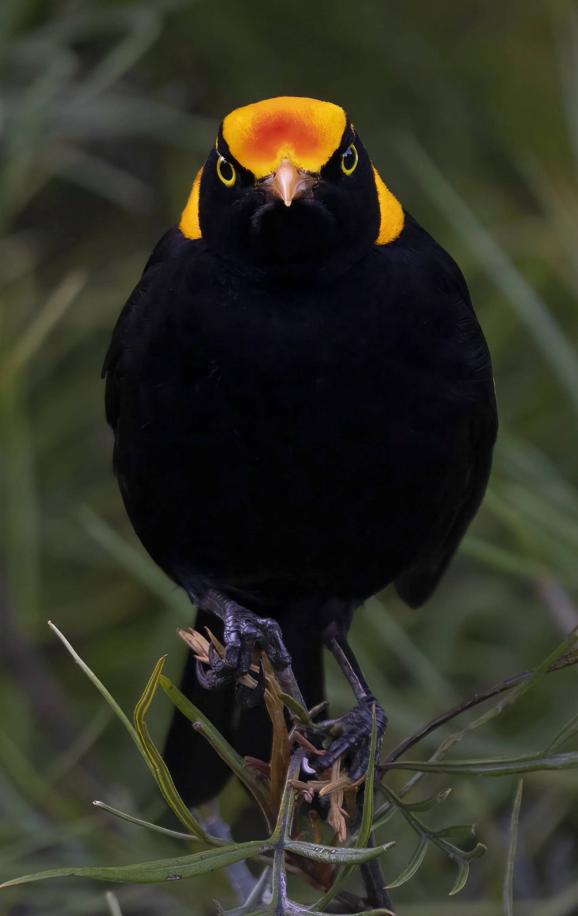 Regent Bowerbird