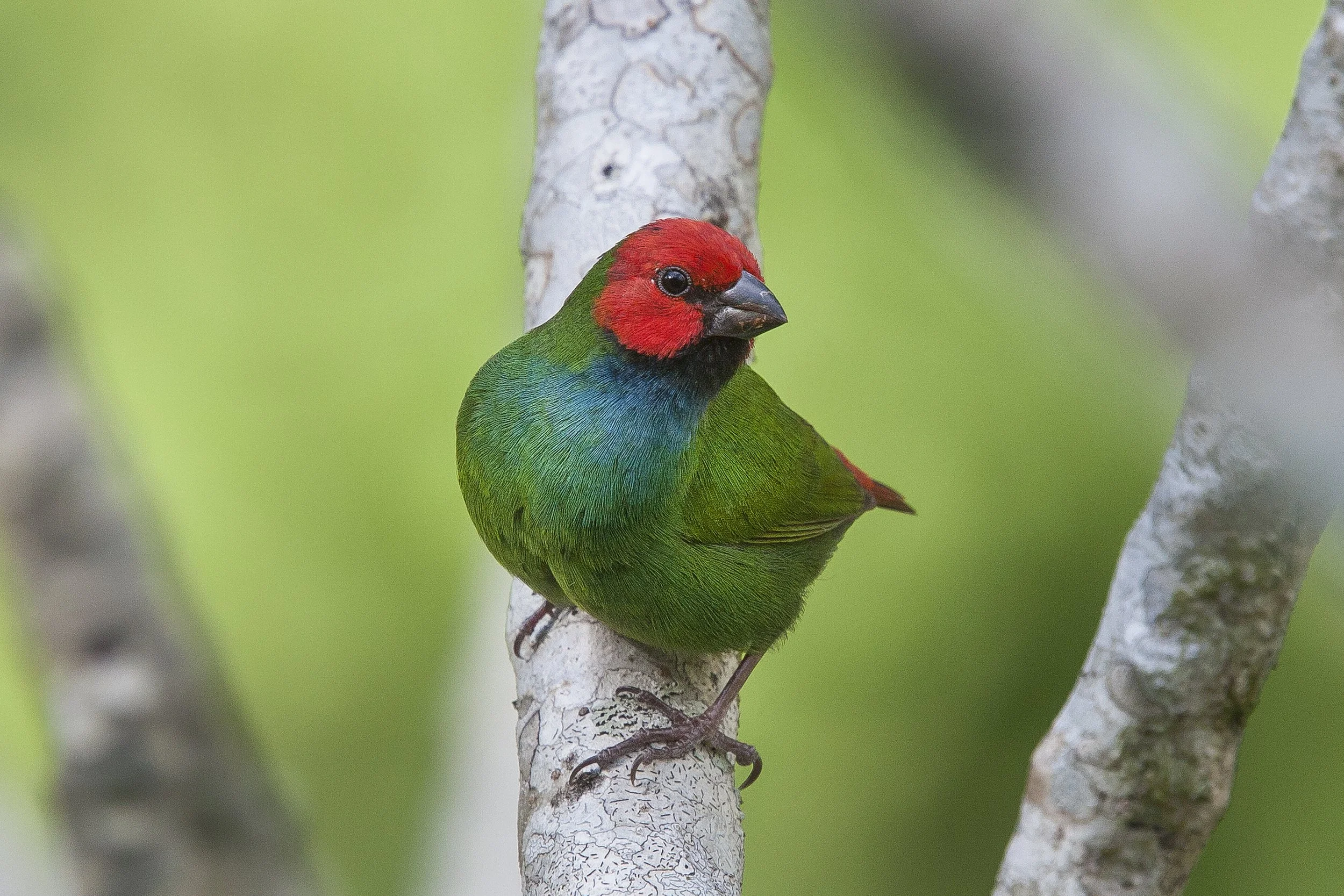 Fiji Parrot Finch