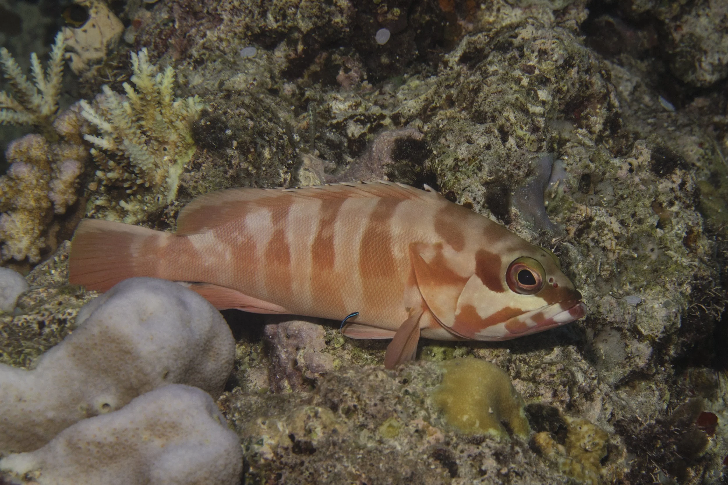 Komodo_DSC05371.jpg