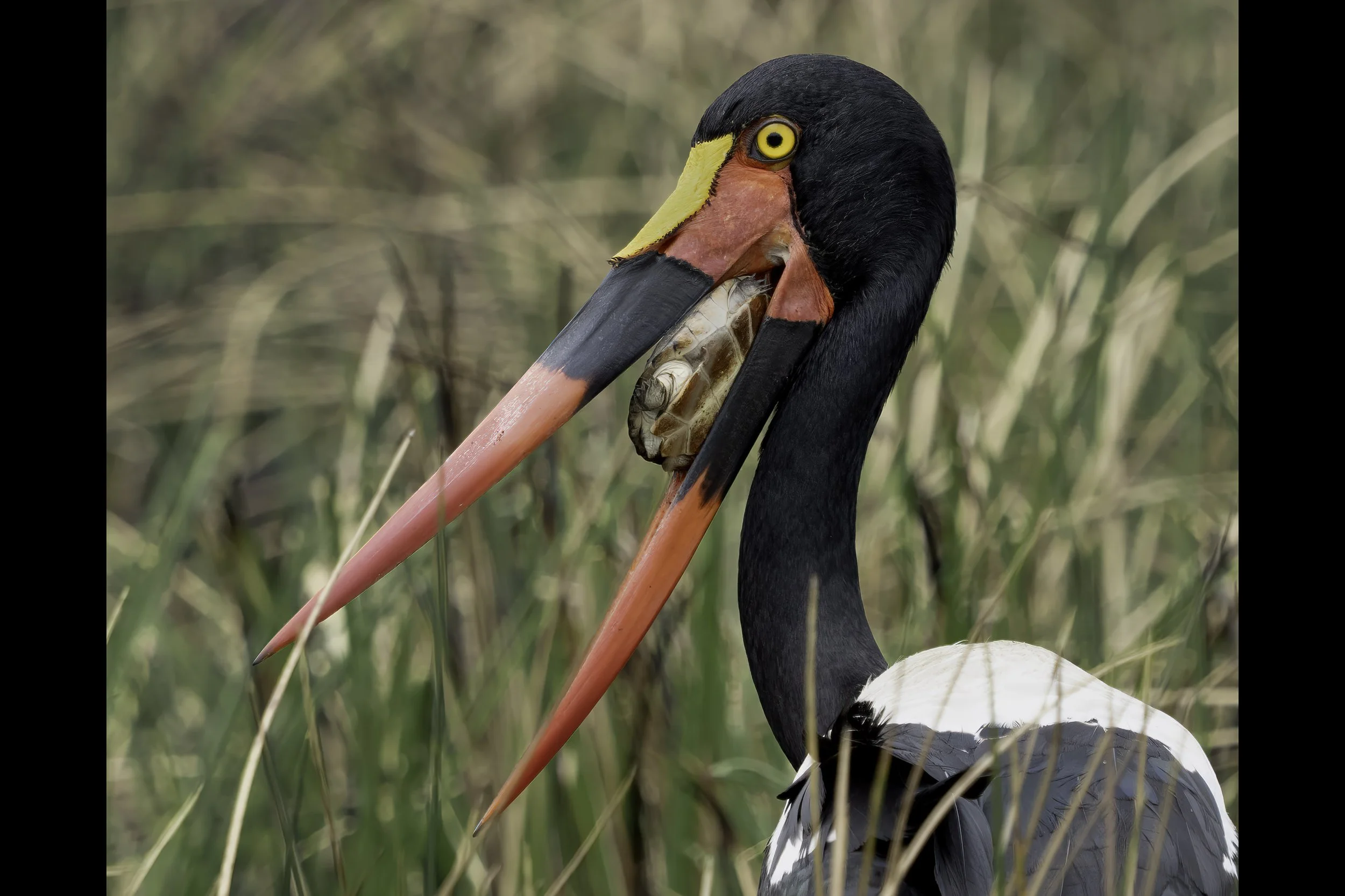 Saddle Billed Stork