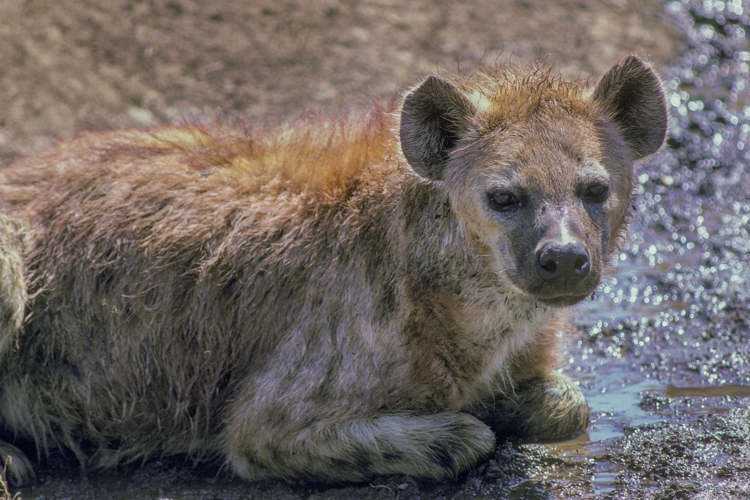 Hyena