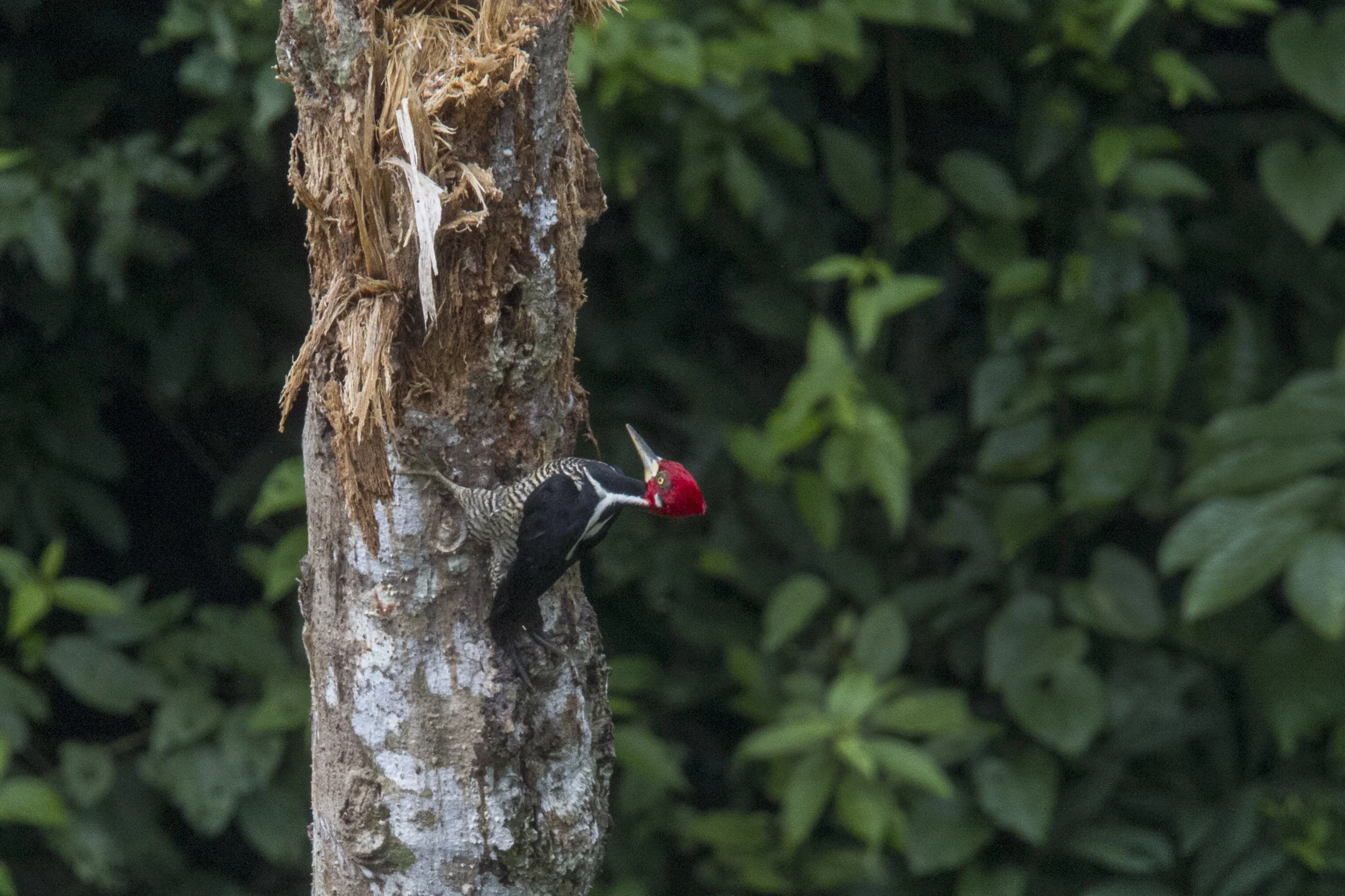Crimson Crested Woodpecker