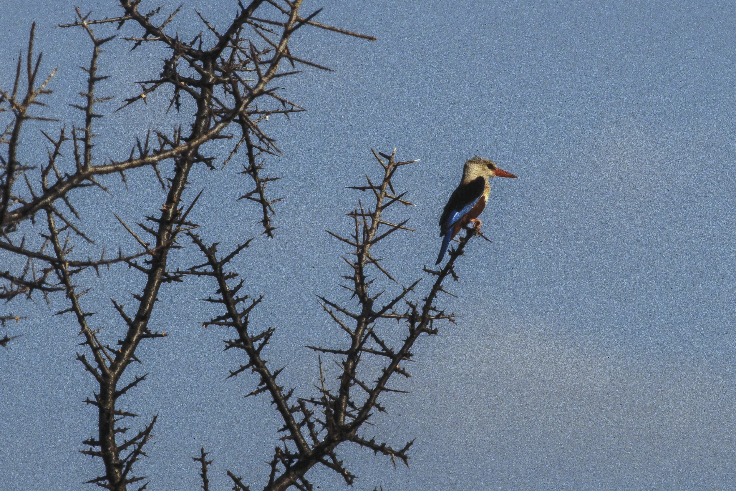 Brown Hooded Kingfisher