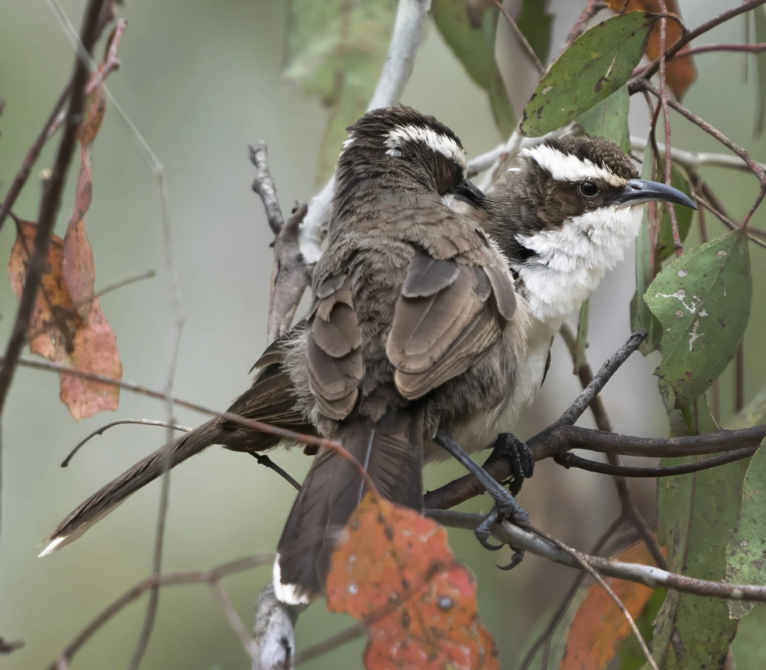 White Browed Babbler