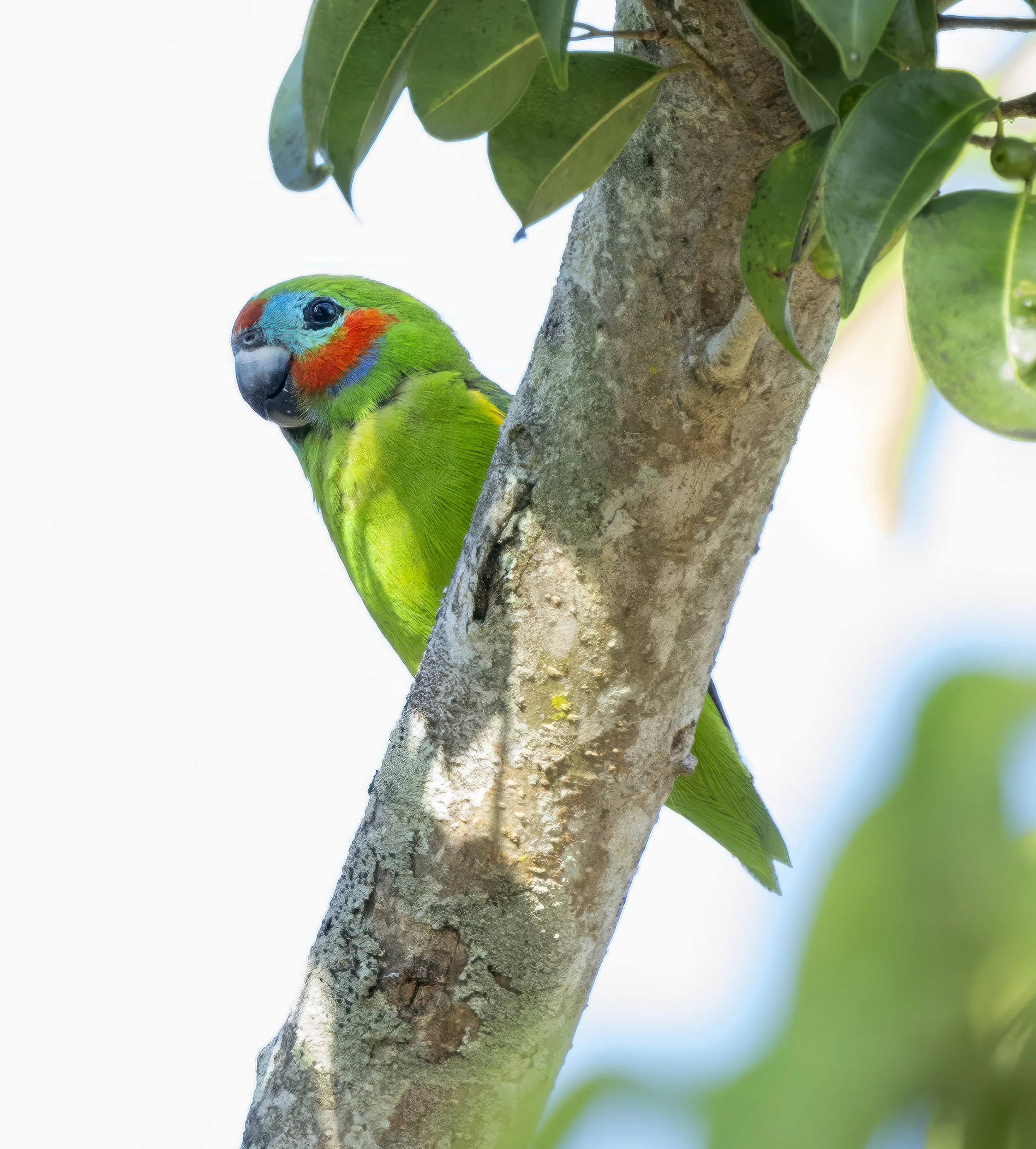 Double Eyed Fig Parrot