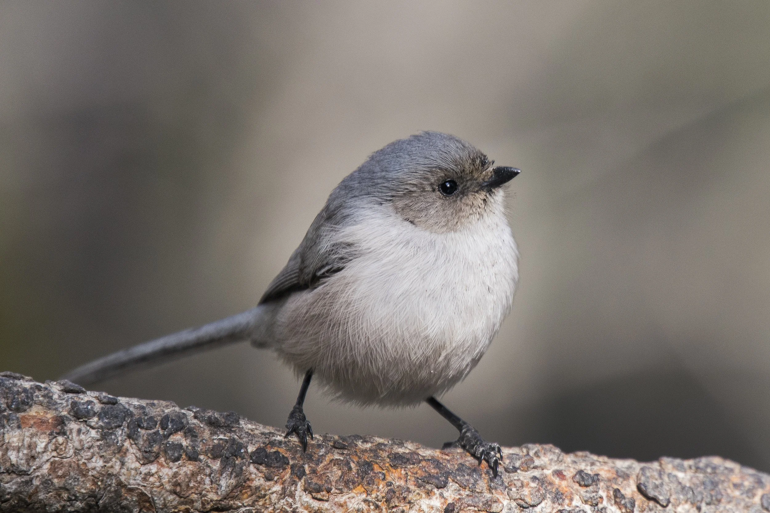 Bushtit