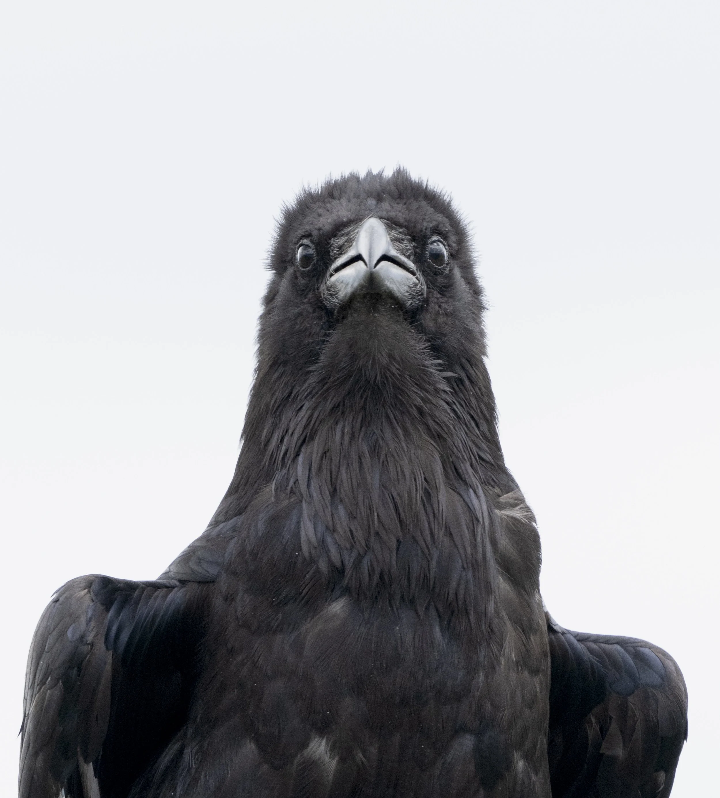 Common Raven