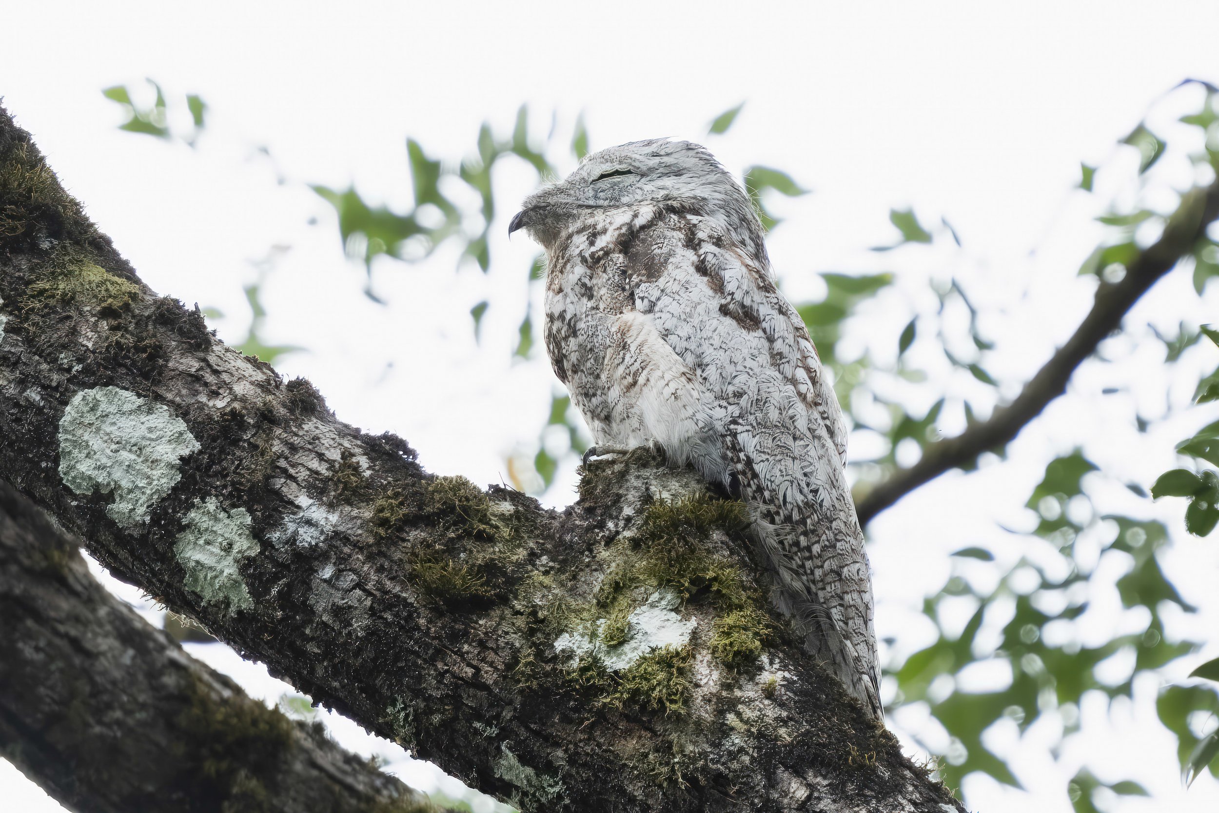 Great Potoo