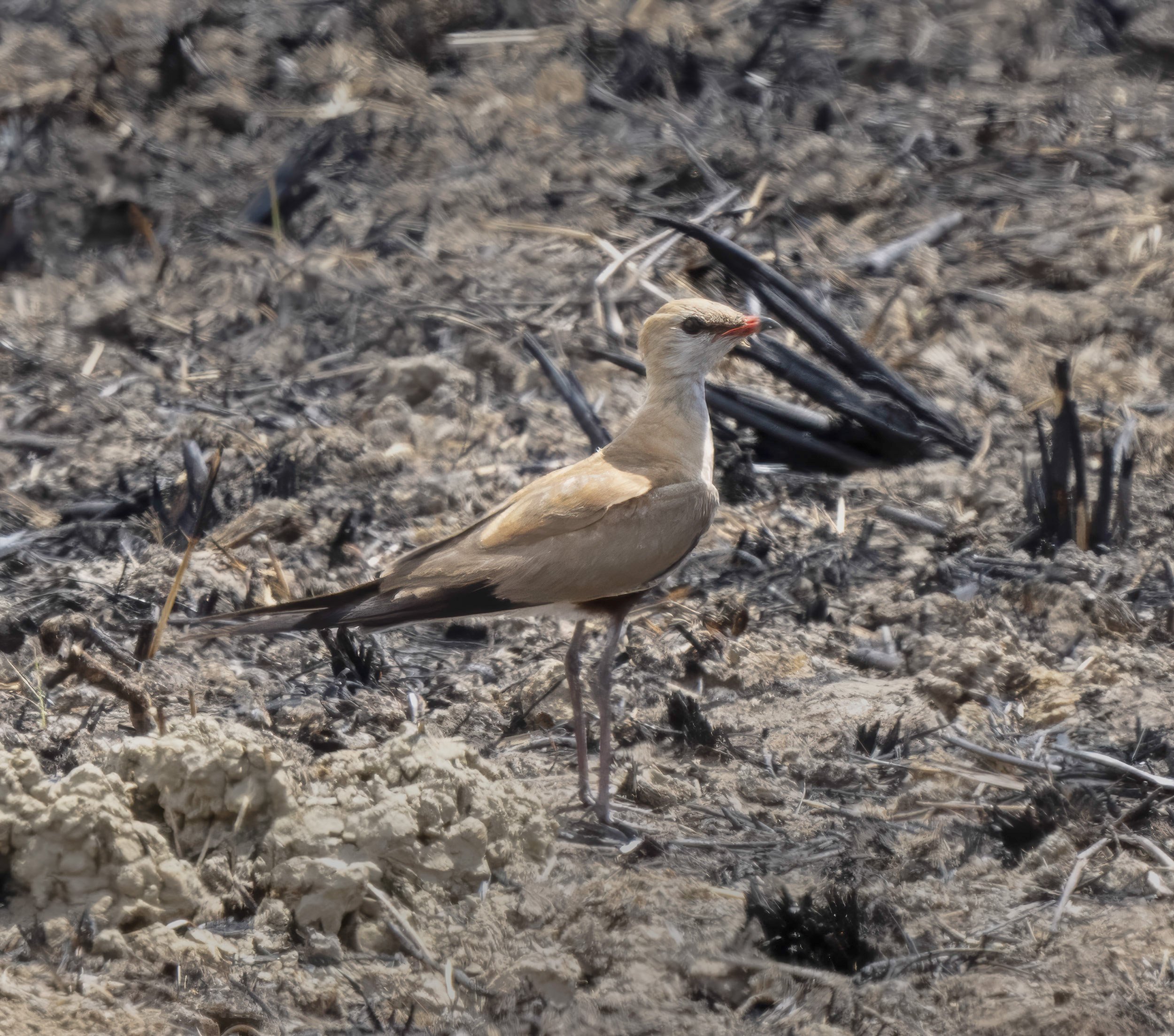Australian Pratincole