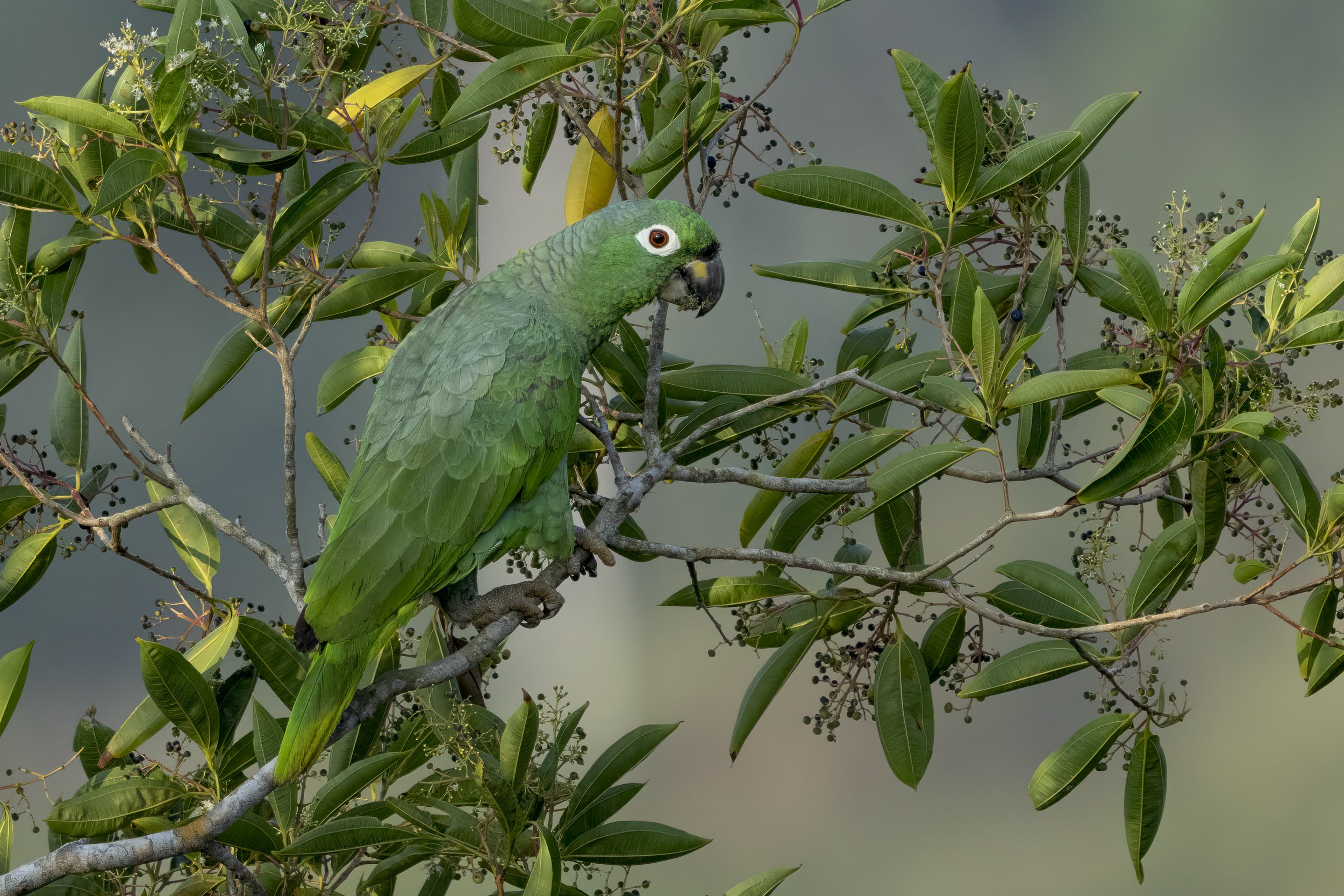 Mealy Parrot