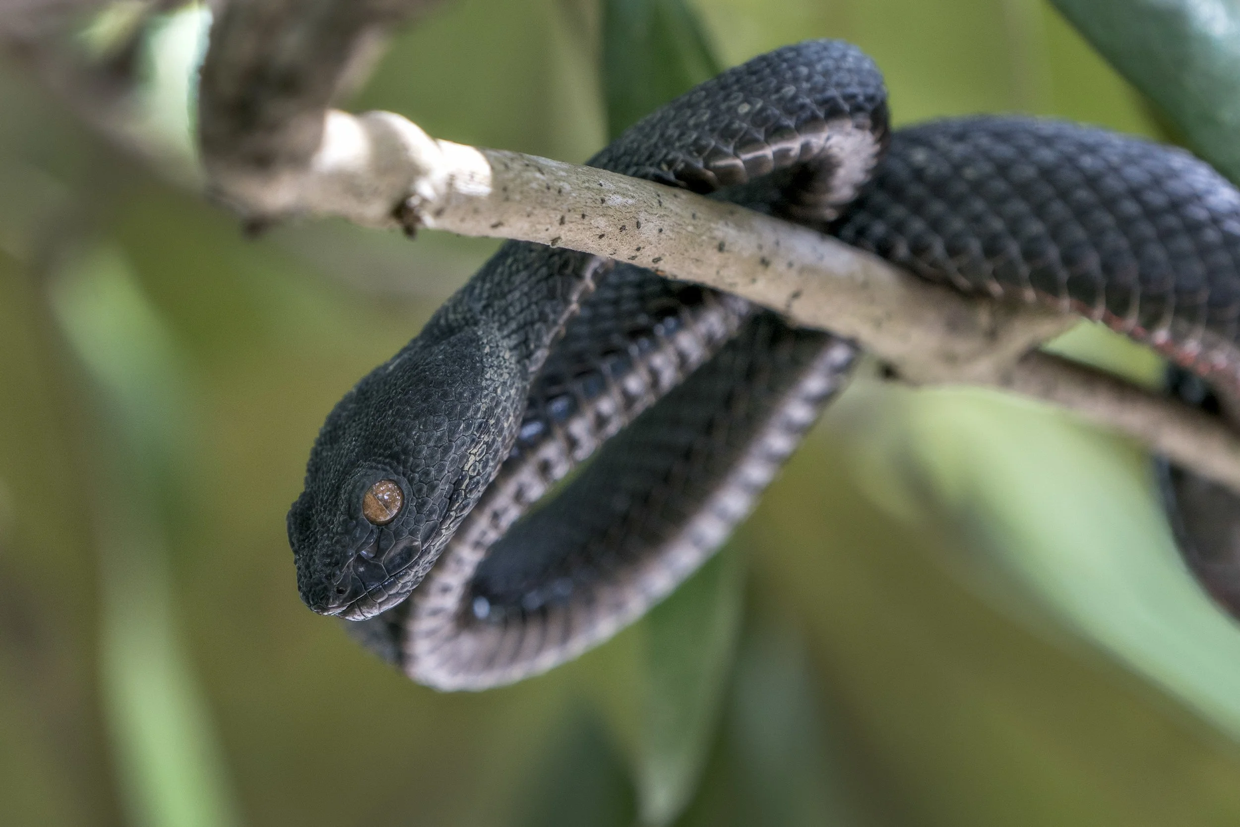Mangrove Pit Viper