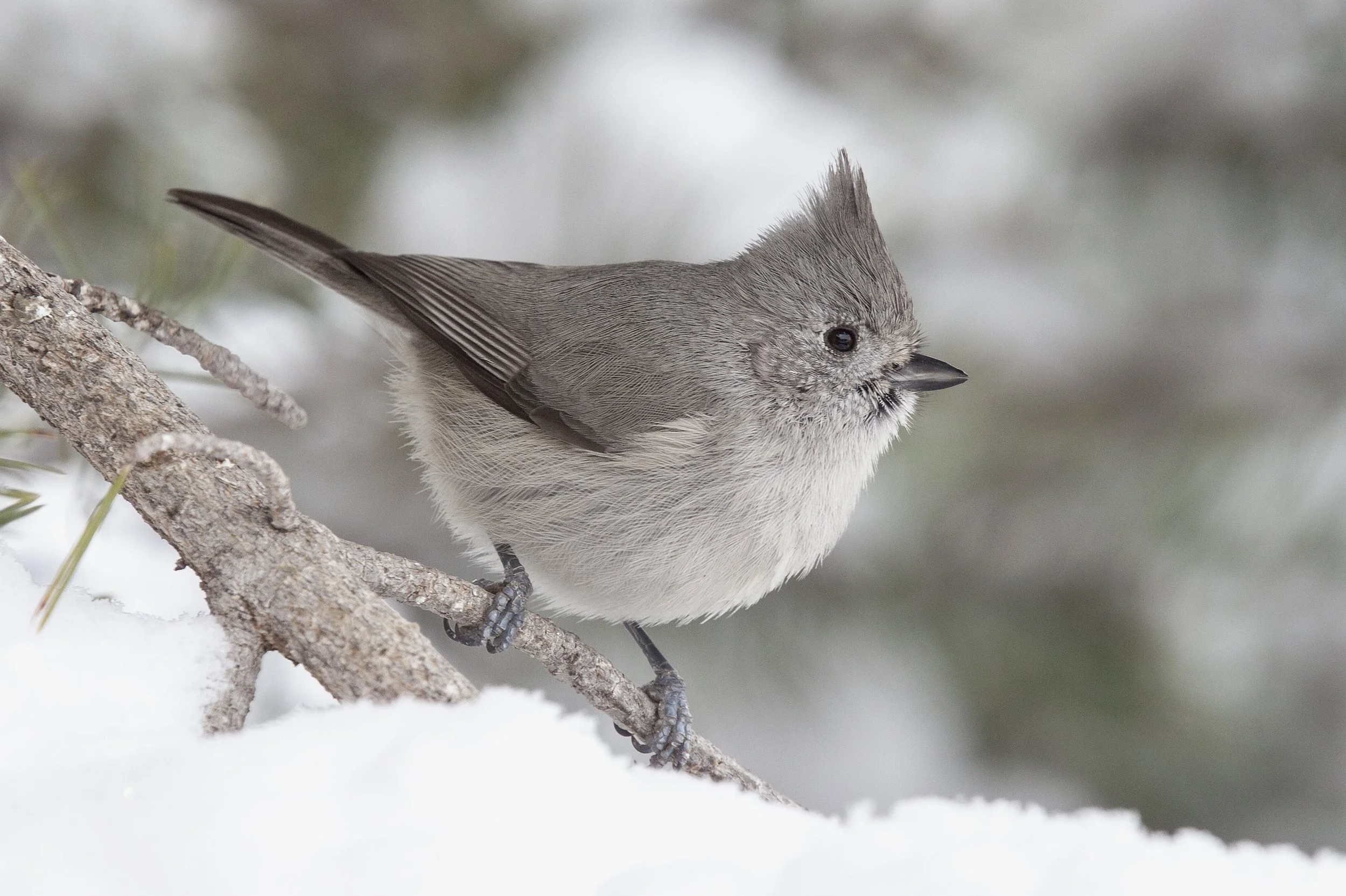 Juniper Titmouse