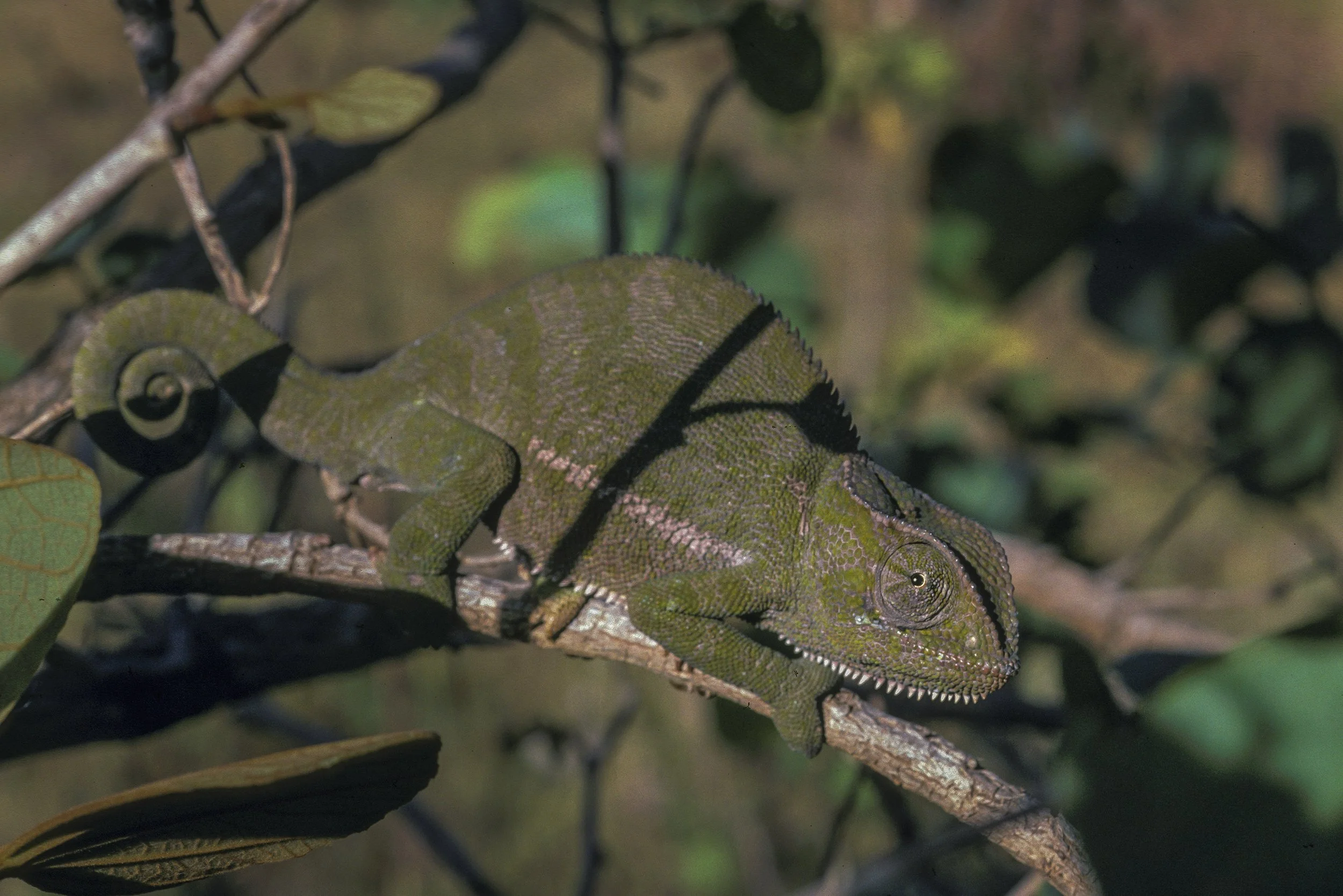Chamelion