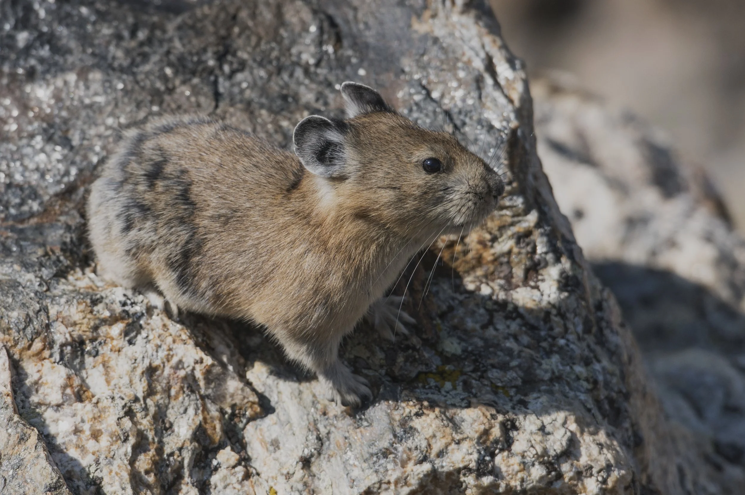 Pika. Colorado
