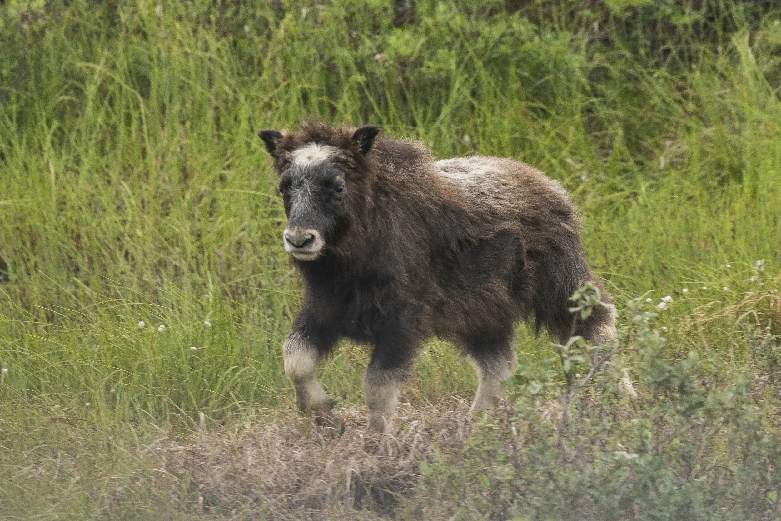 Musk Ox, Alaska