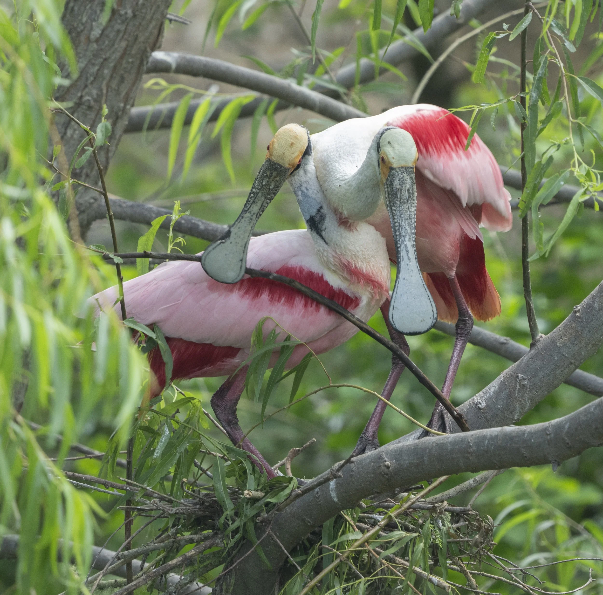 Roseate Spoonbill