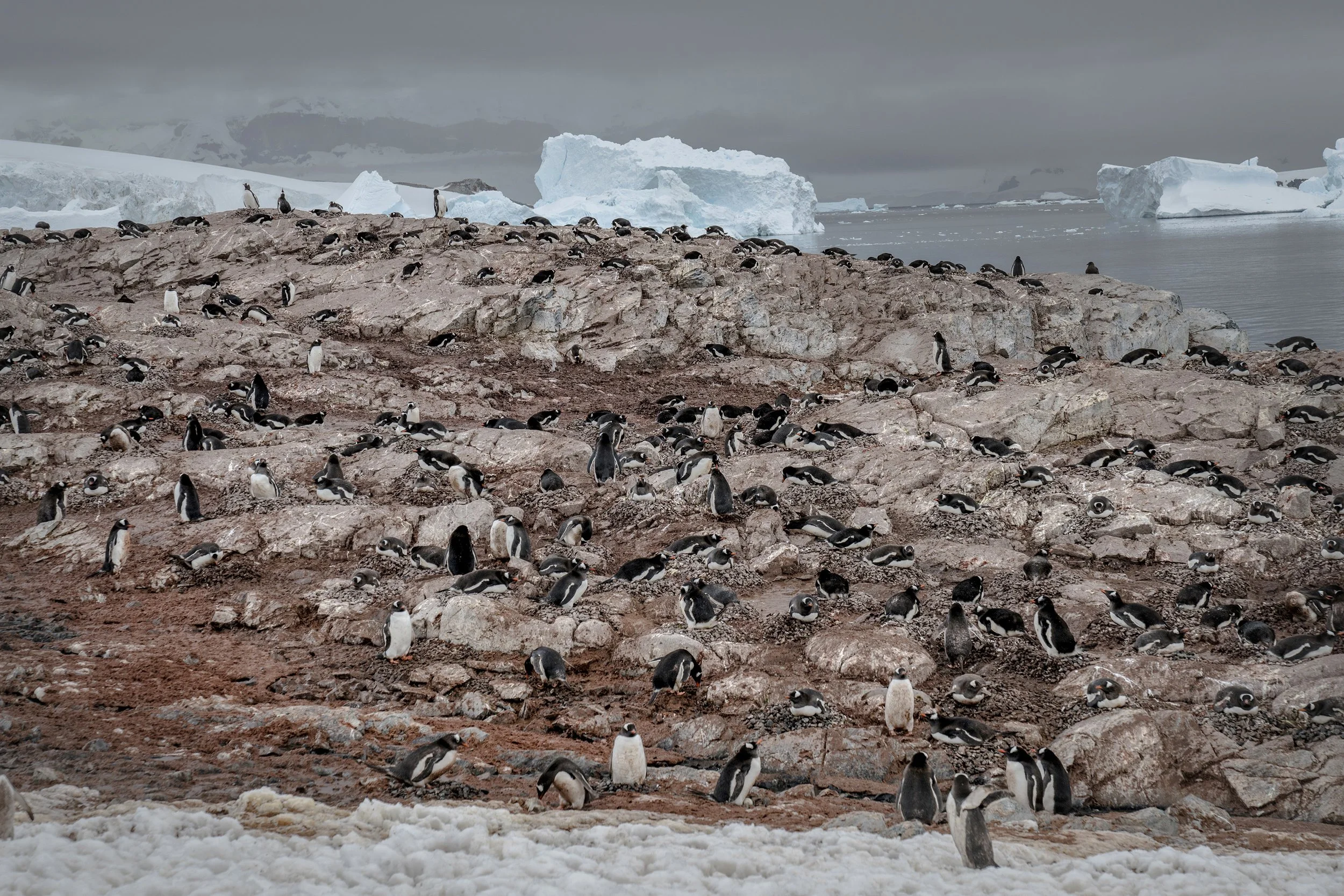 Gentoo Penguin
