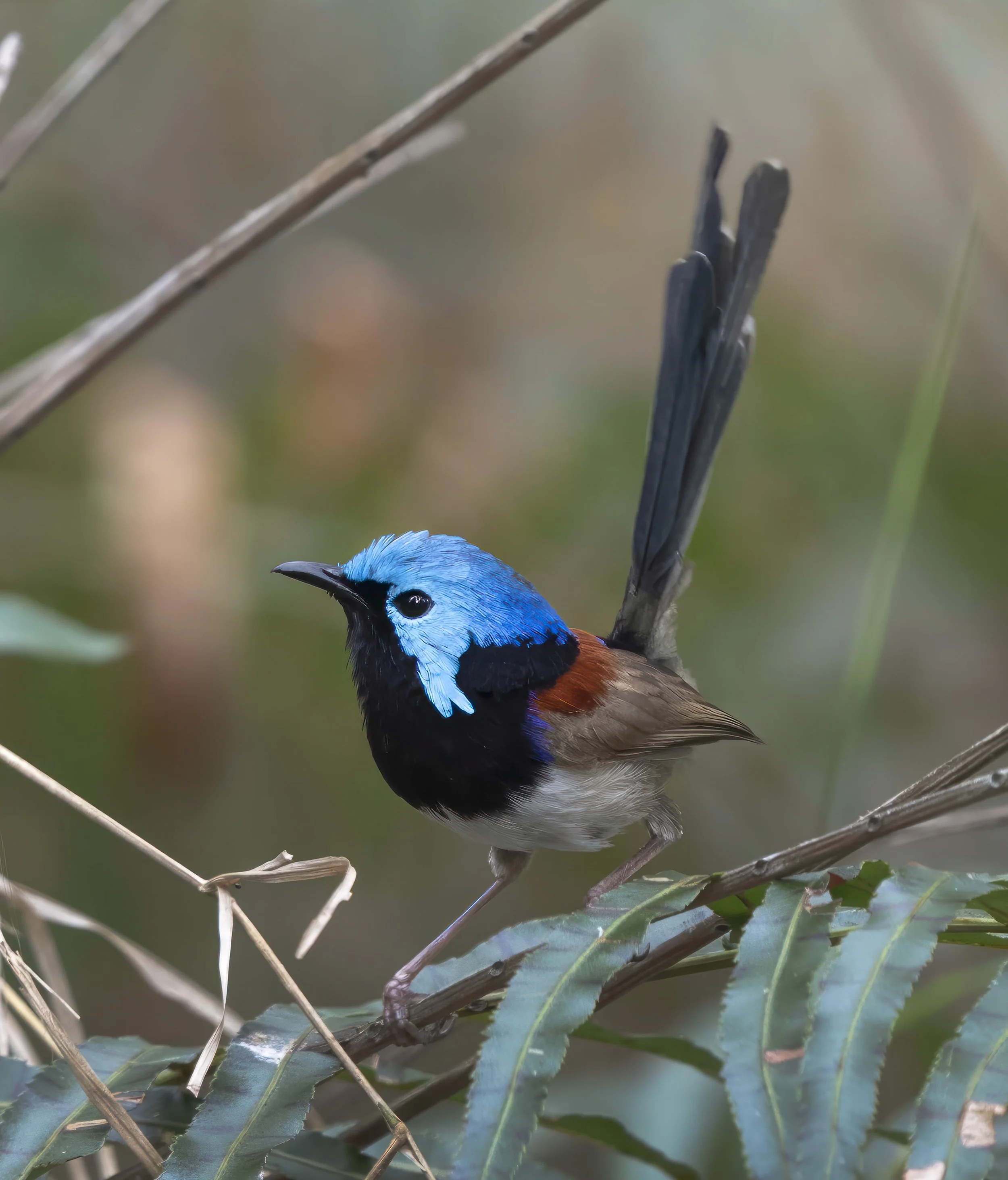 Variegated Fairywren