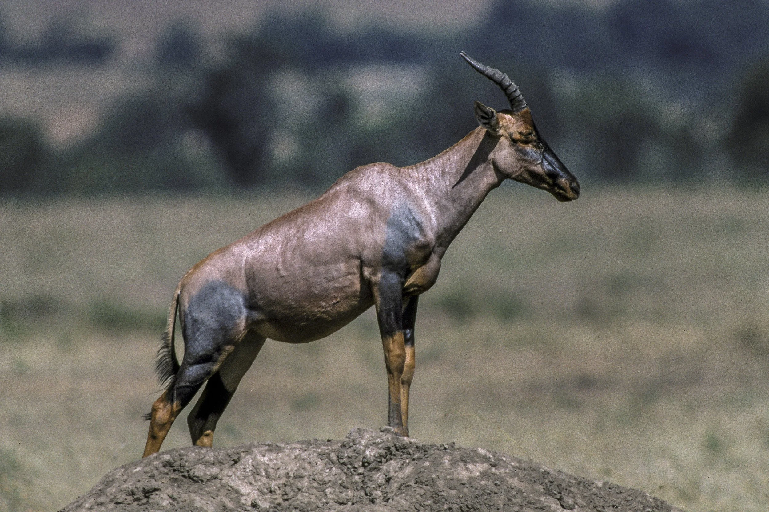 Topi