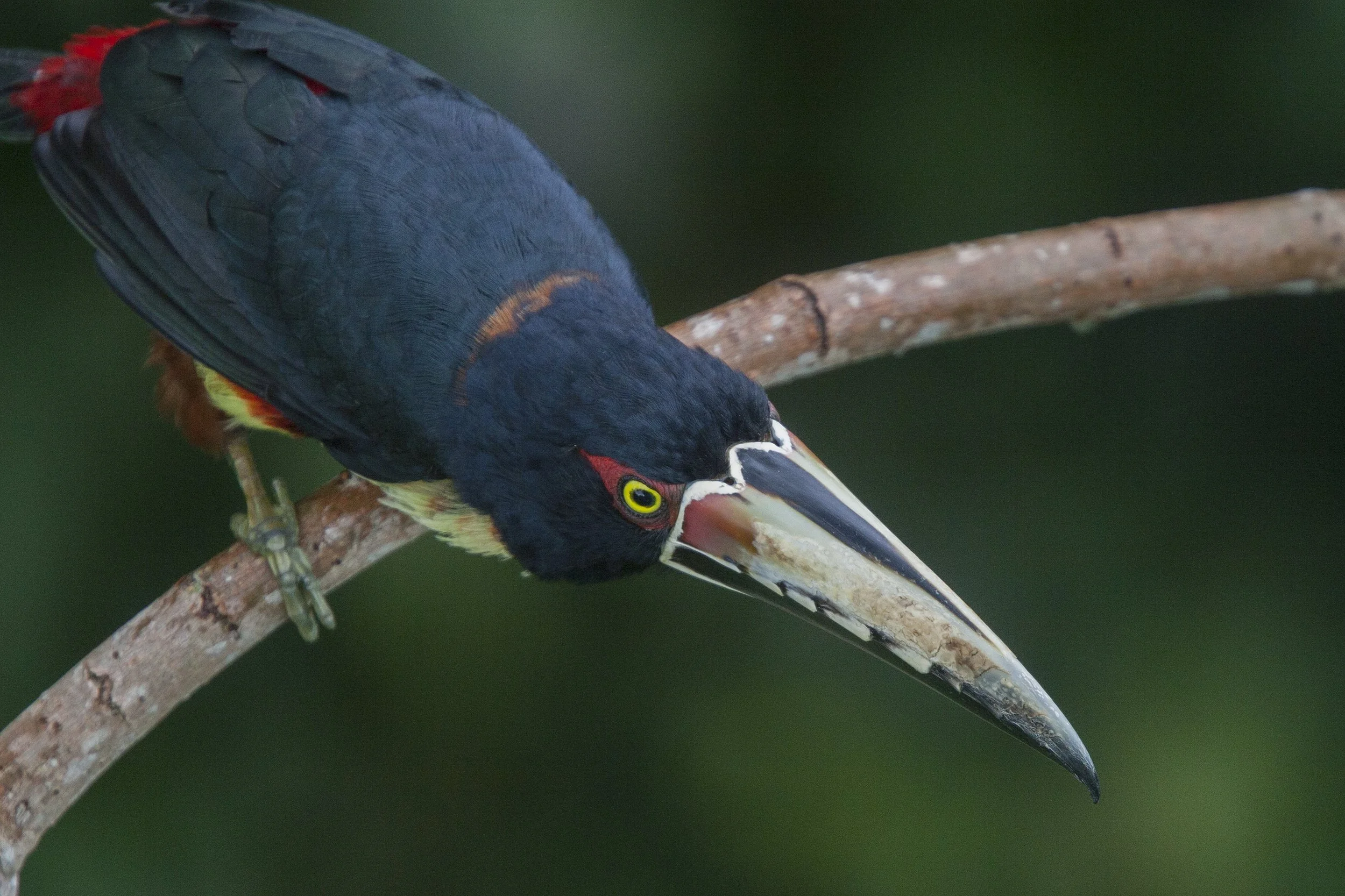 Collared Aracar
