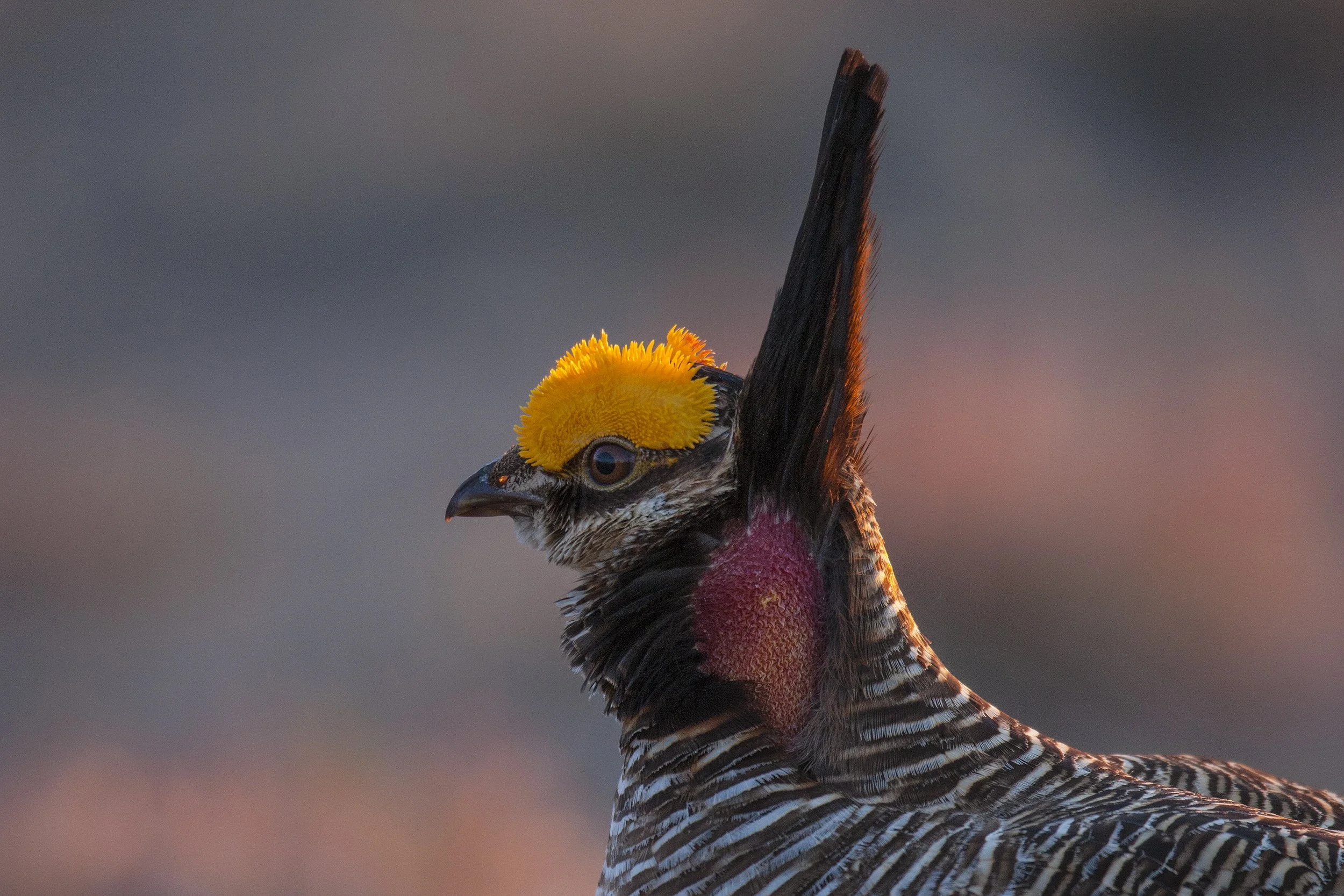 Lesser Prairie Chicken