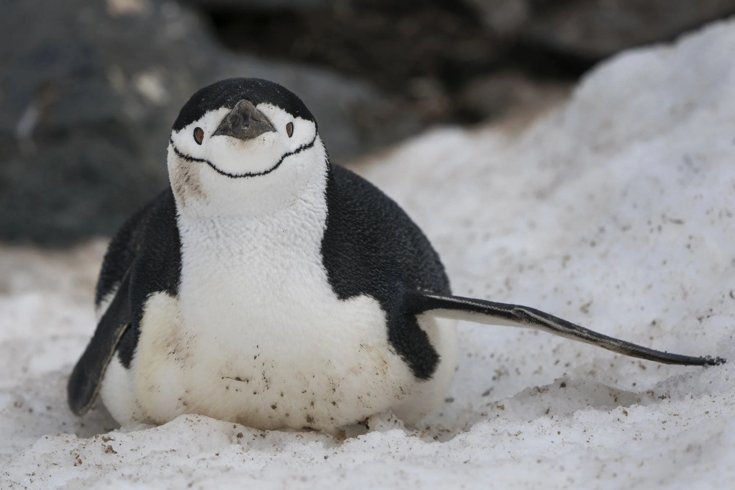 Chinstrap Penguin