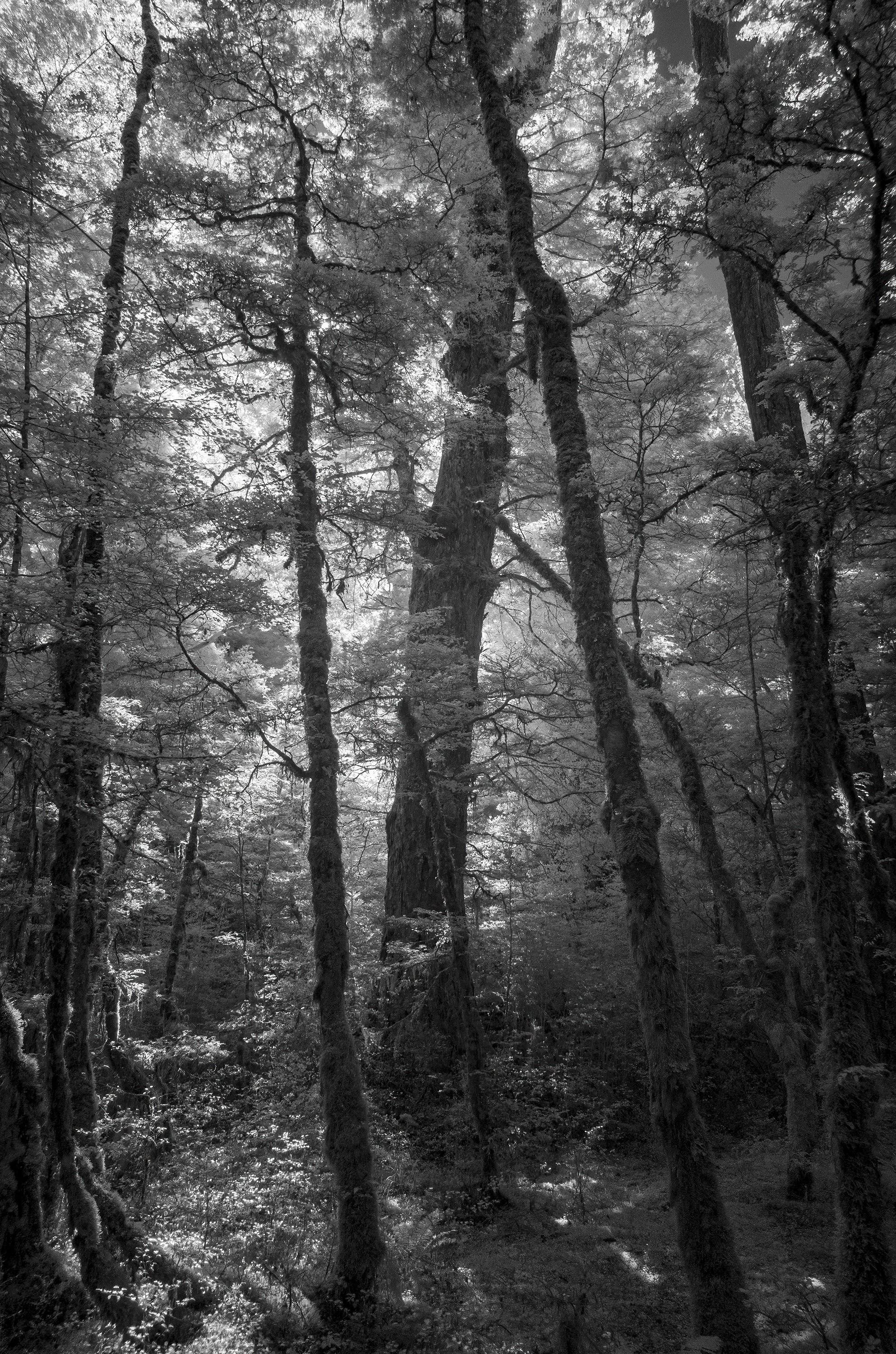 new-zealand-forest_53624199222_o.jpg