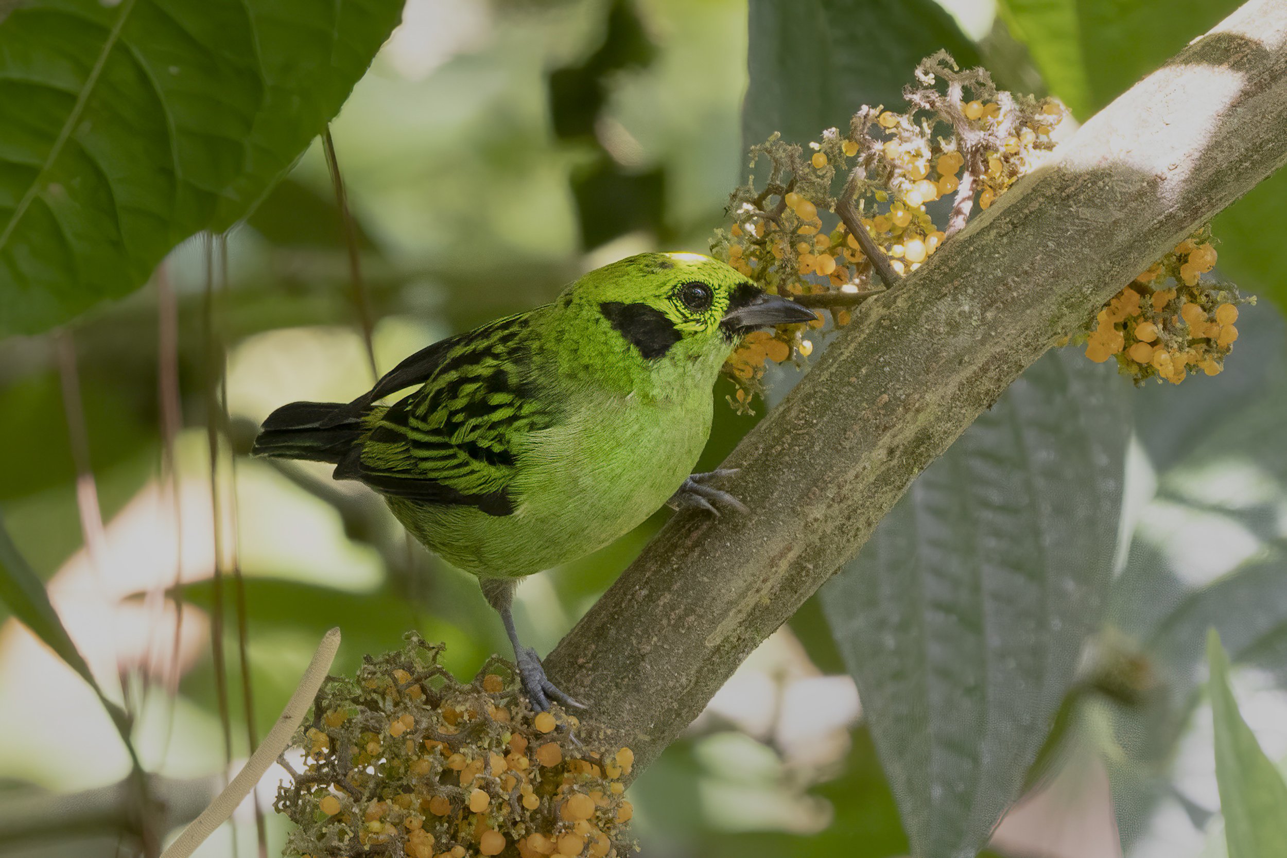 Emerald Tanager