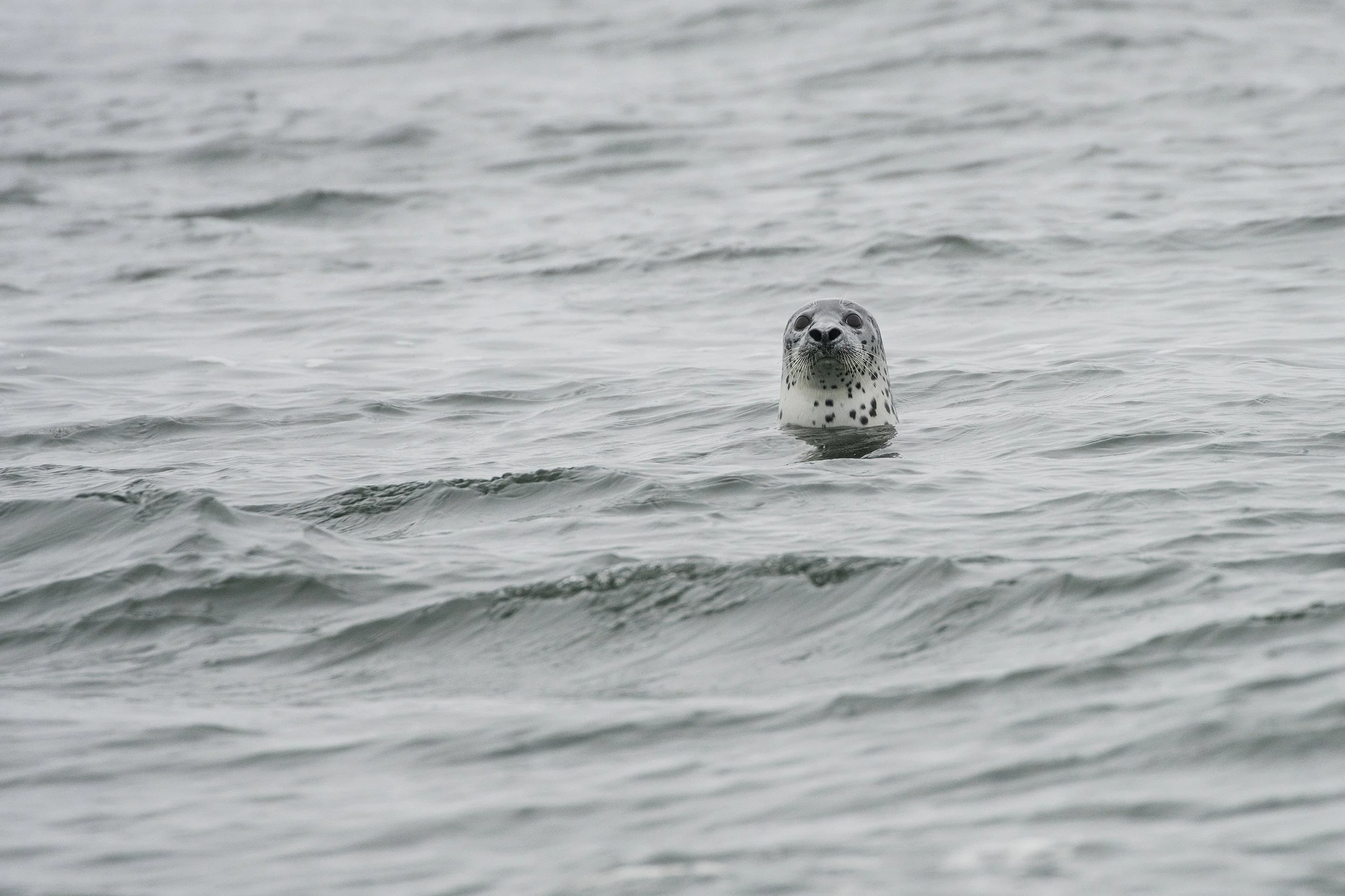 Spotted Seal, Alaska