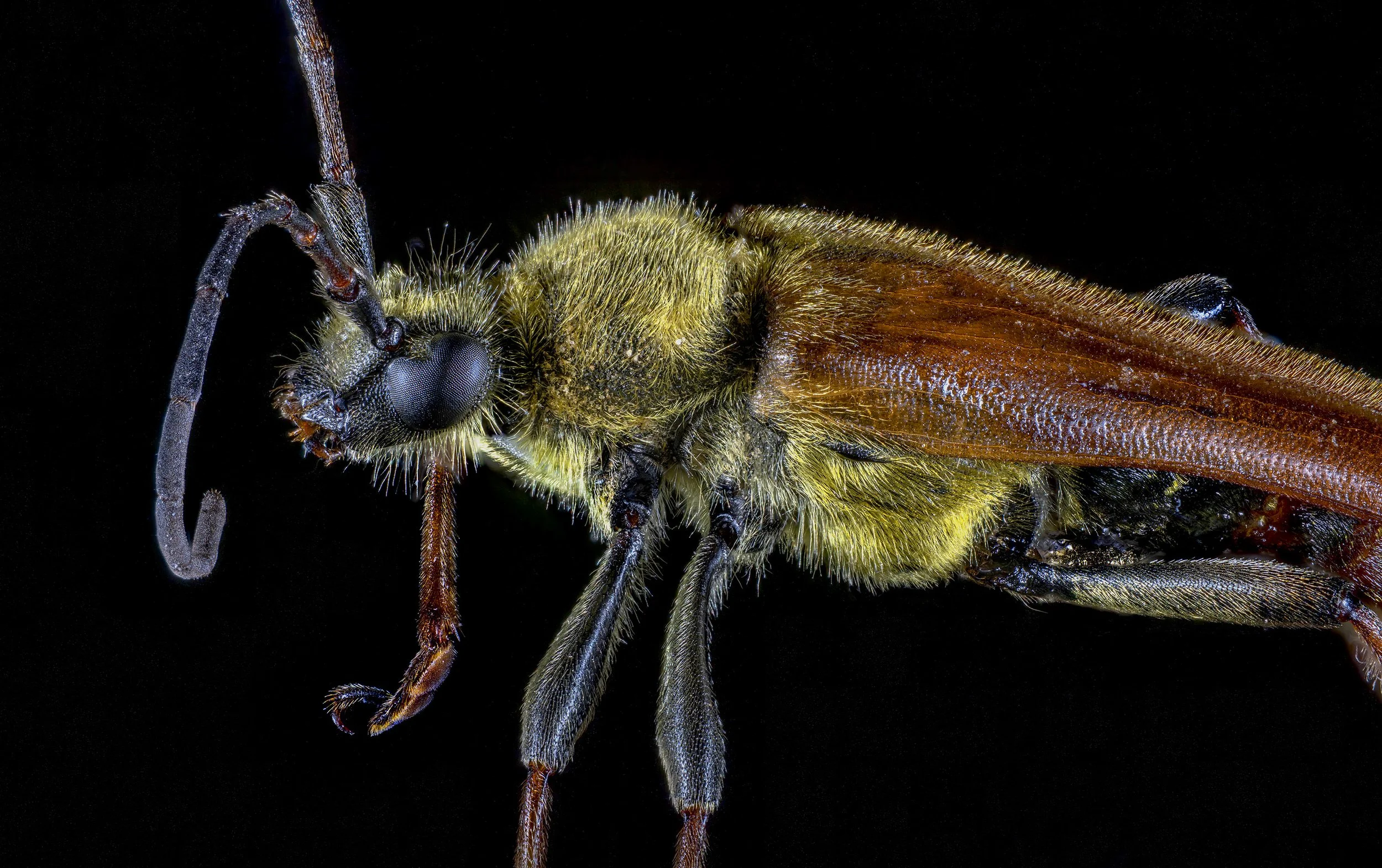 Longhorn Beetle -- Crossidius sp. ?_4.jpg