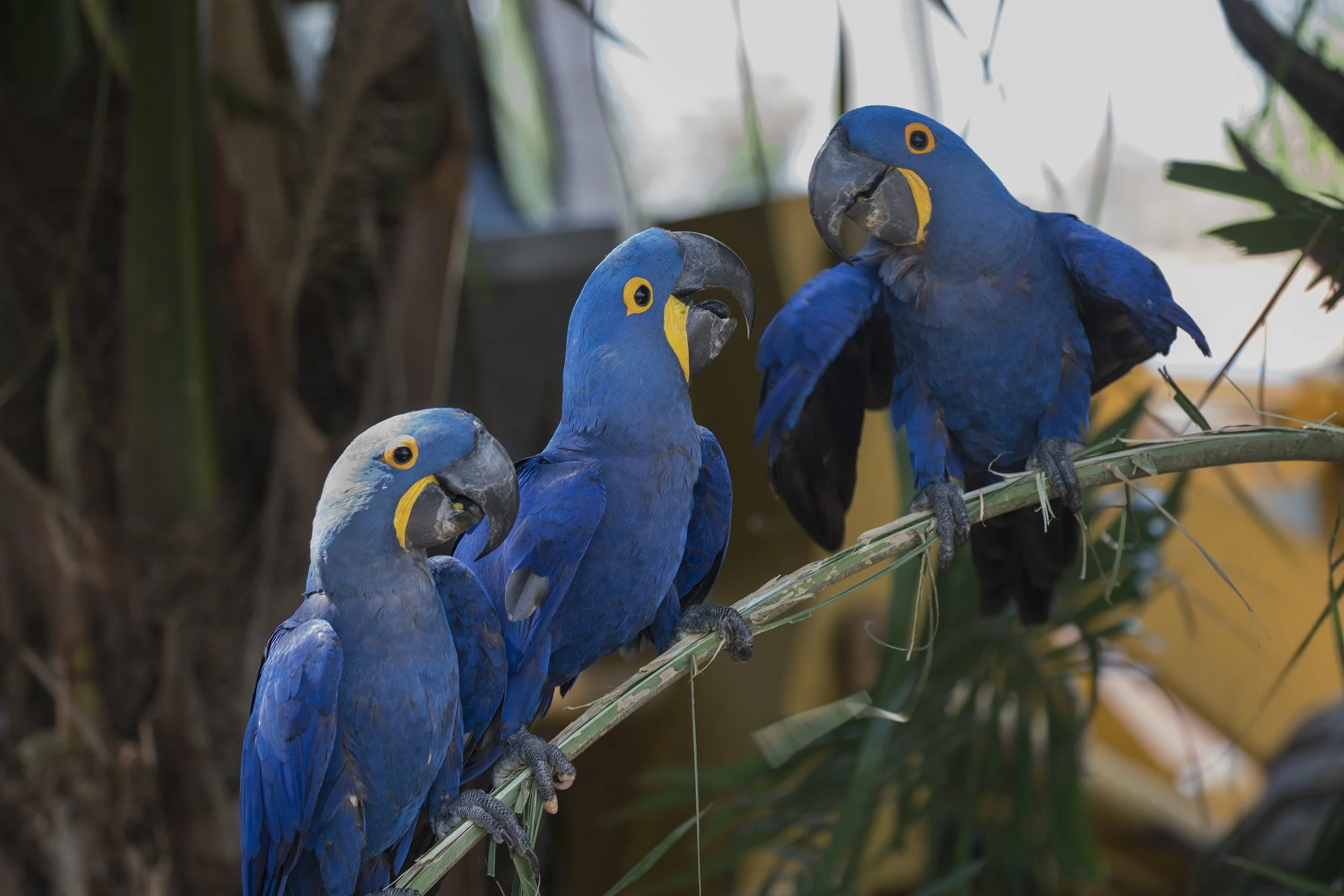 Hyacinth Macaw