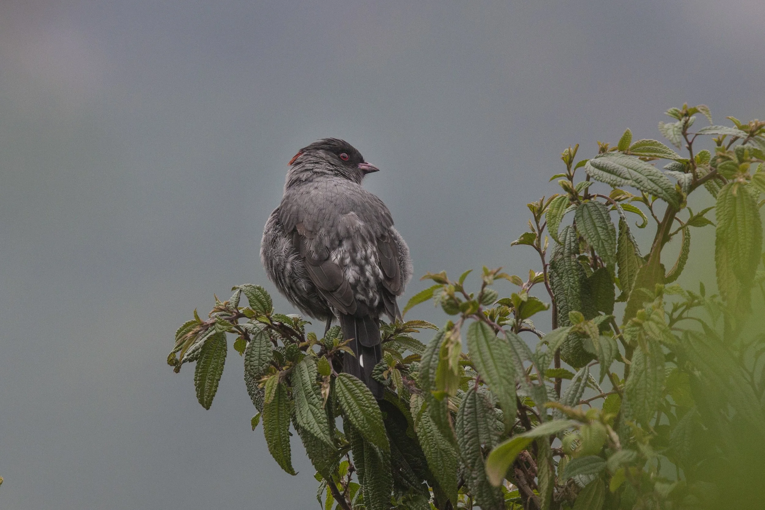 Red Crested Cotinga