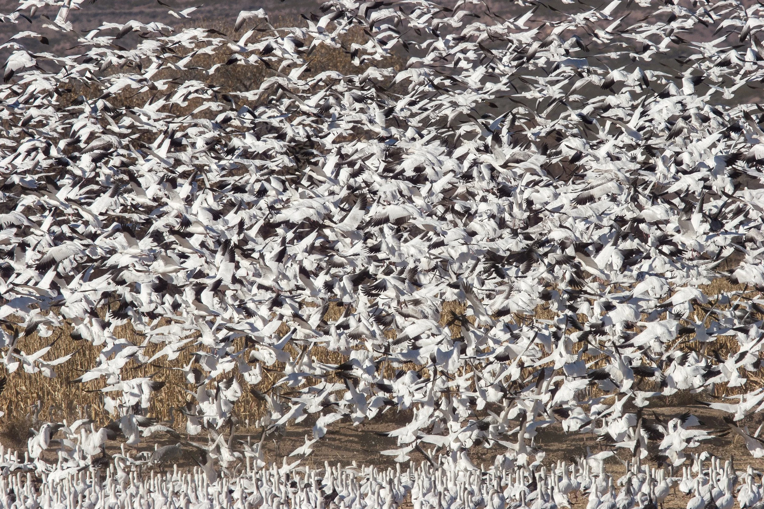 Snow Geese