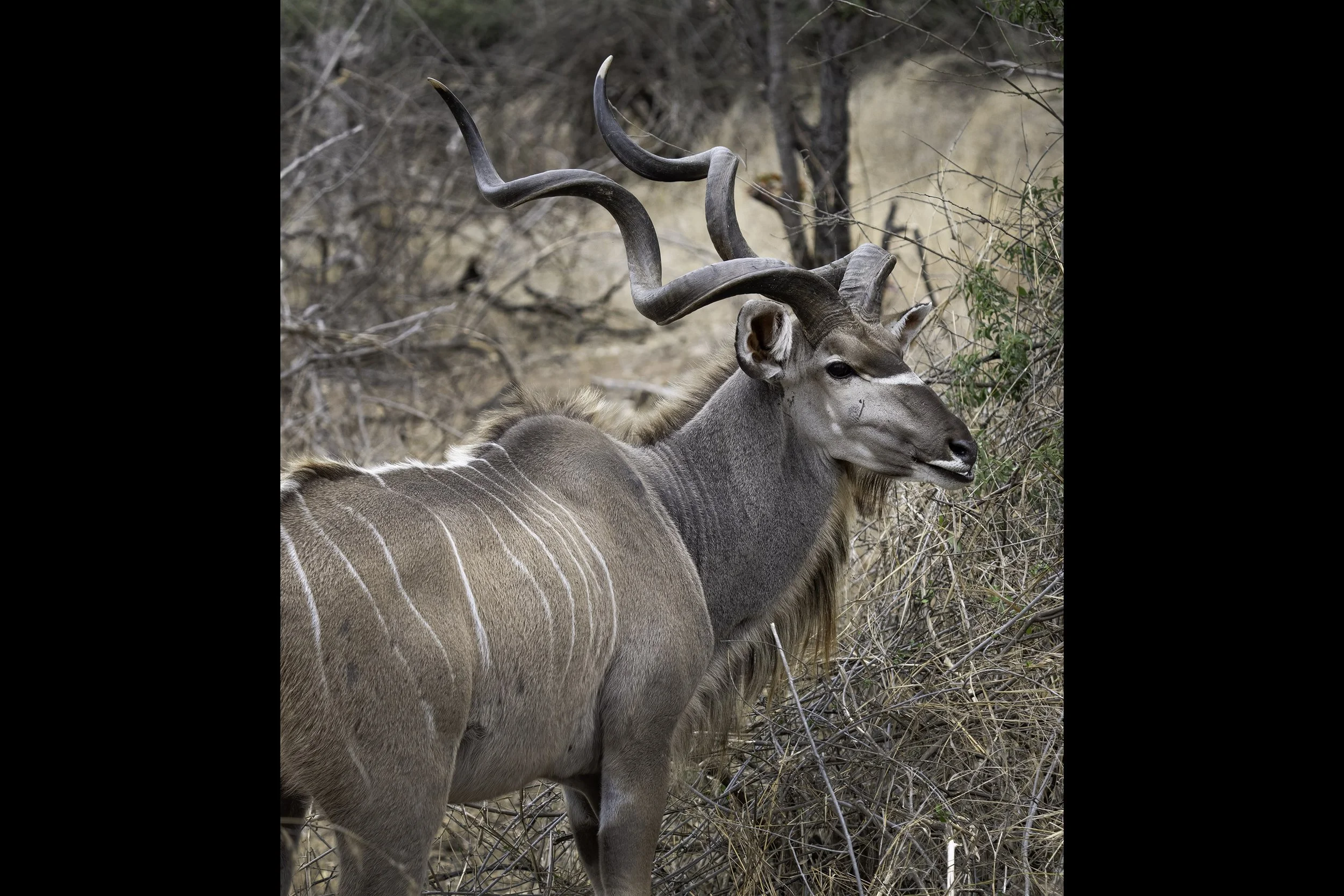 Greater Kudu