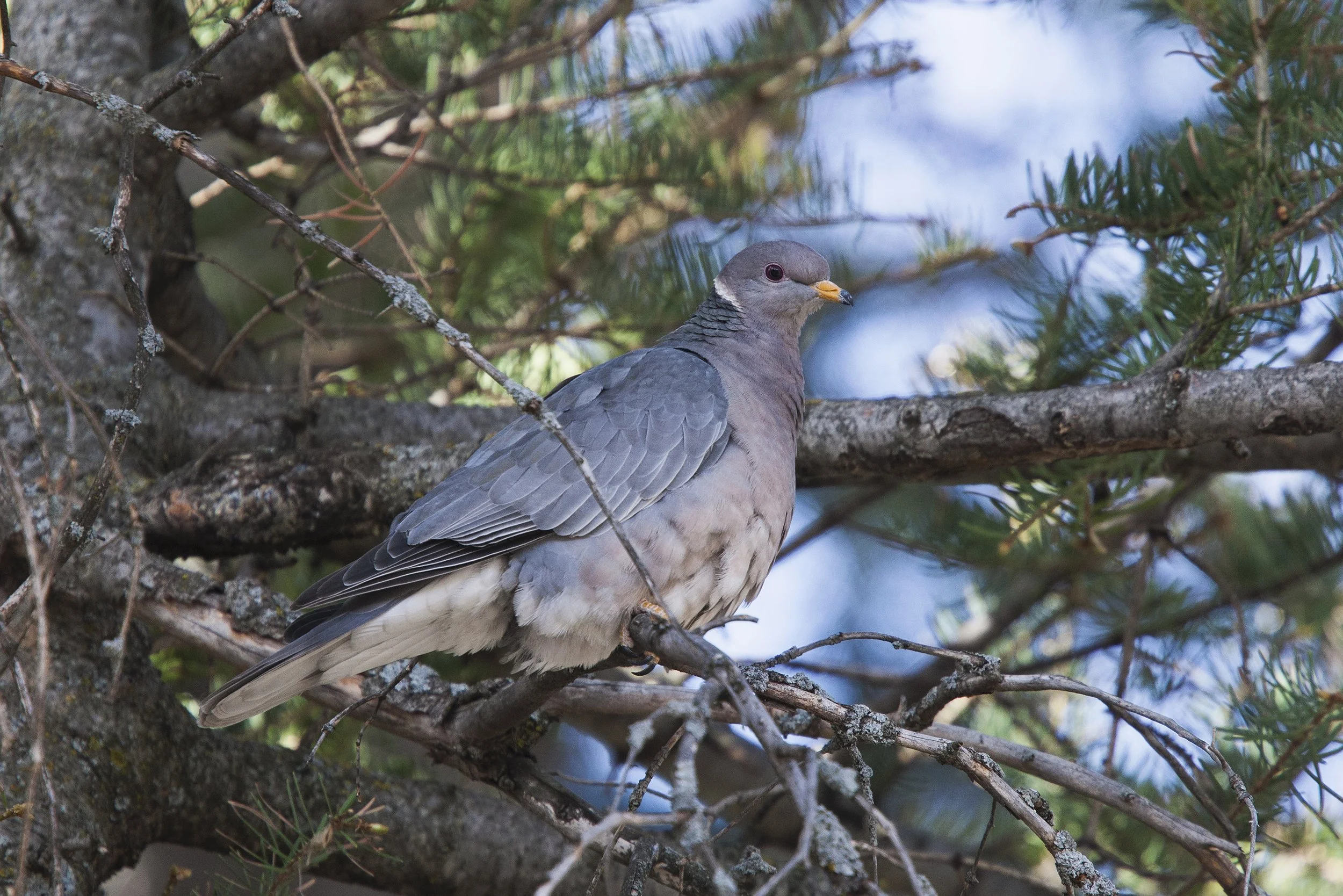 Band-tailed Pigeon