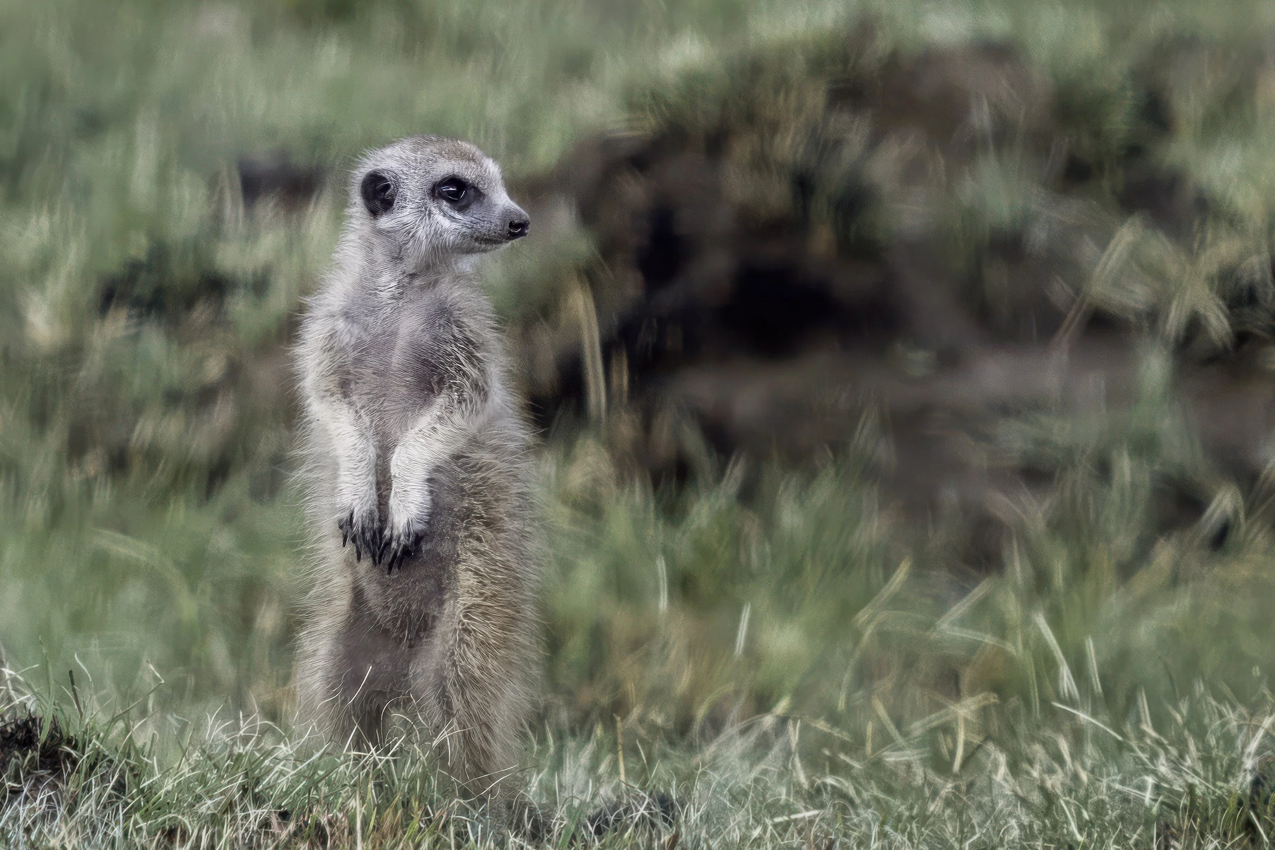 Meerkat