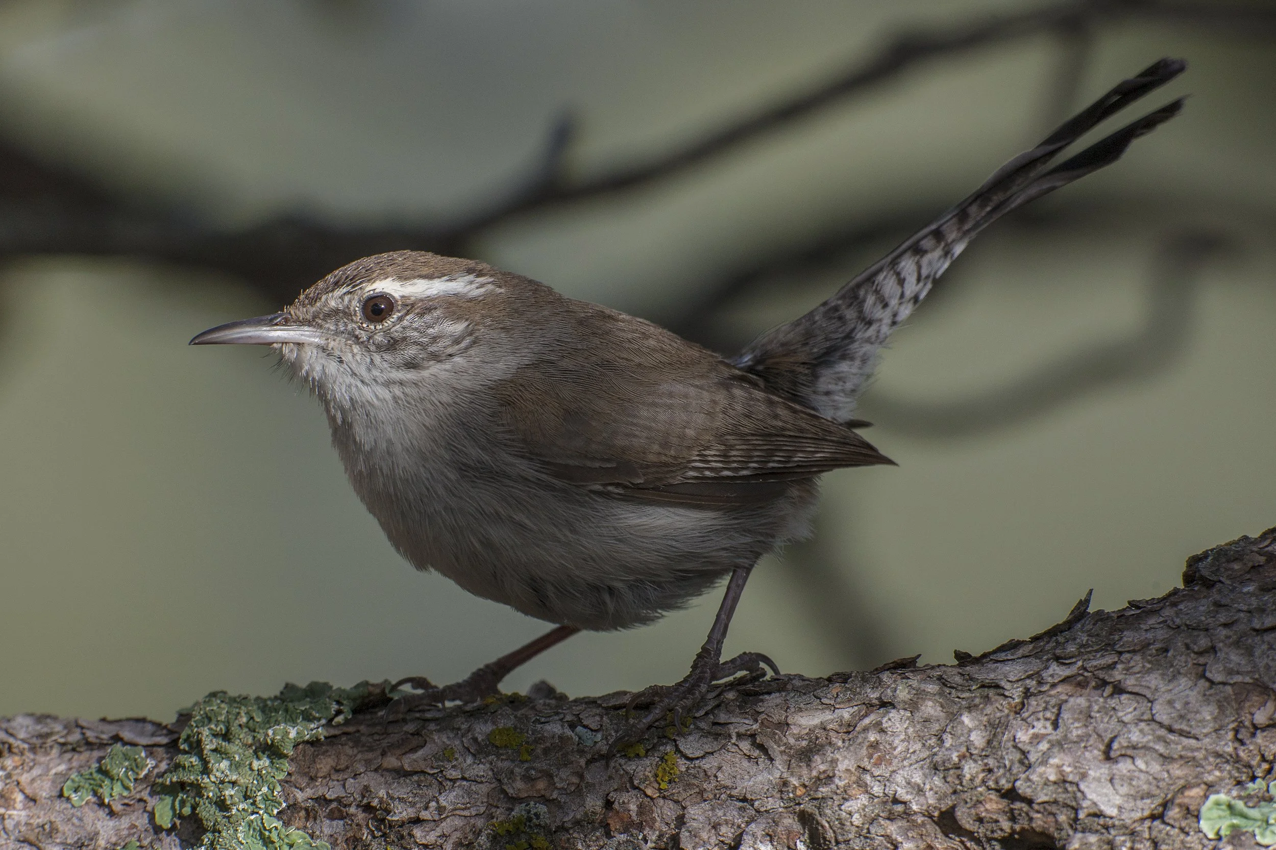 Bewick's Wren