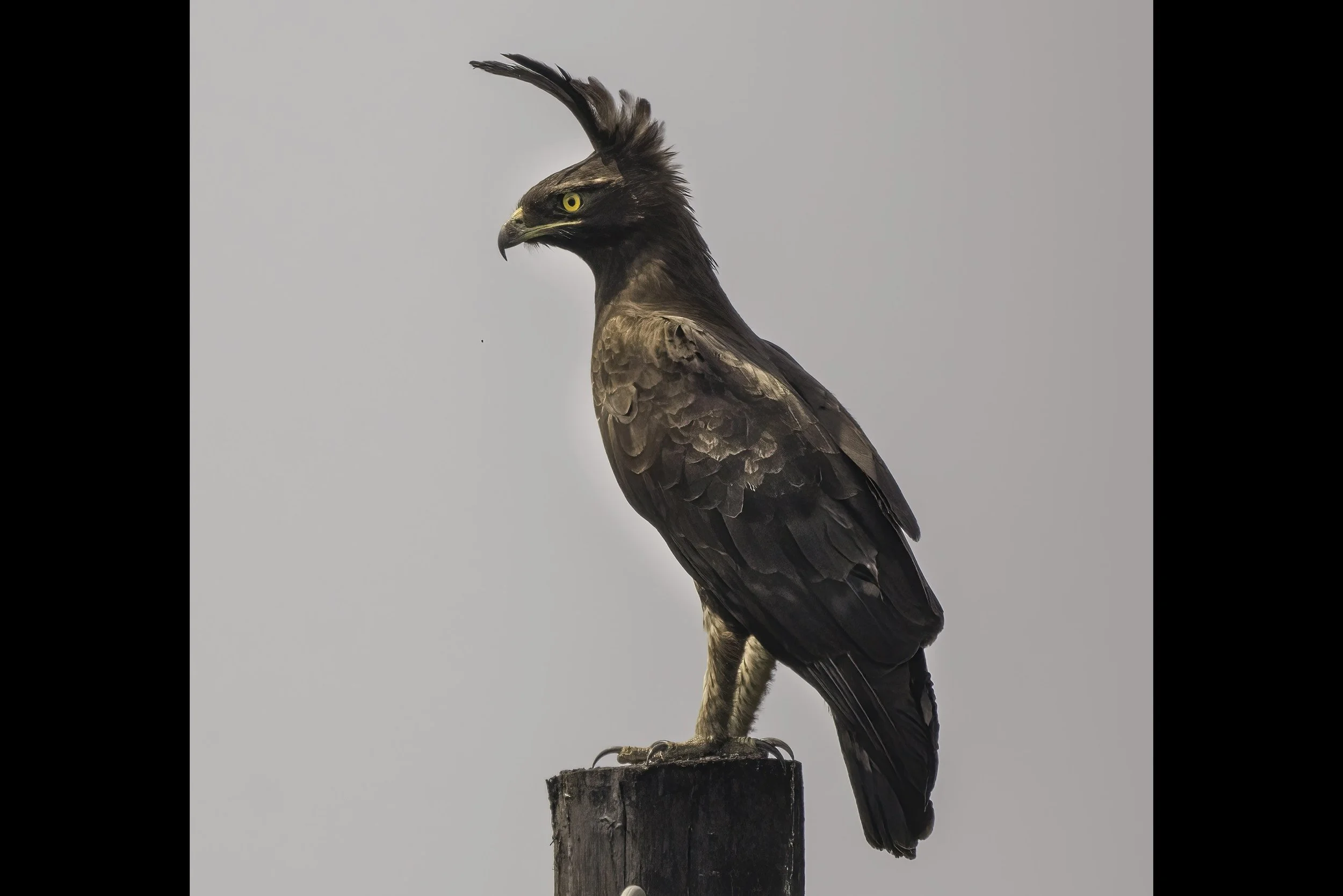 Long Crested Eagle