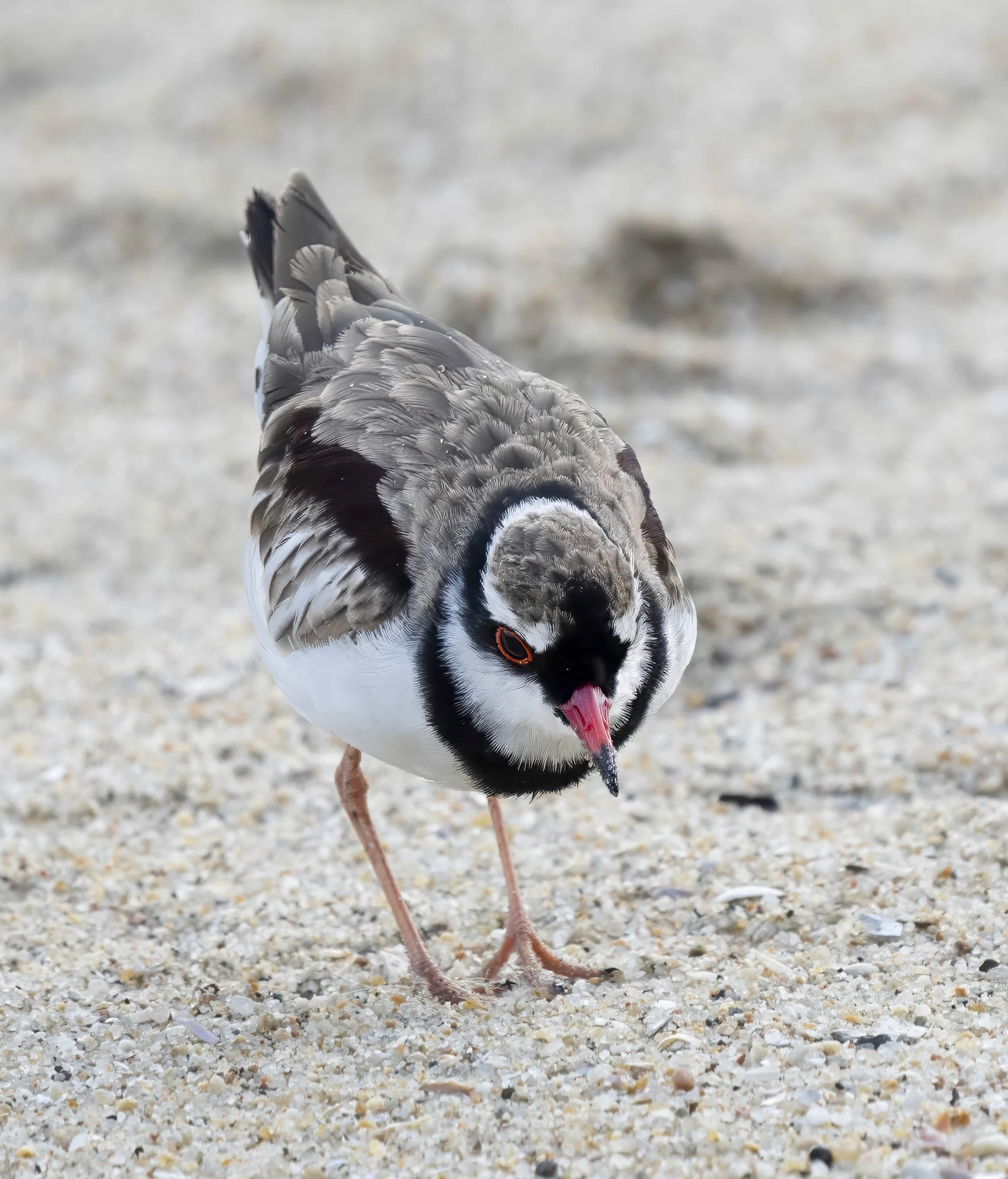 Black Fronted Dotterel
