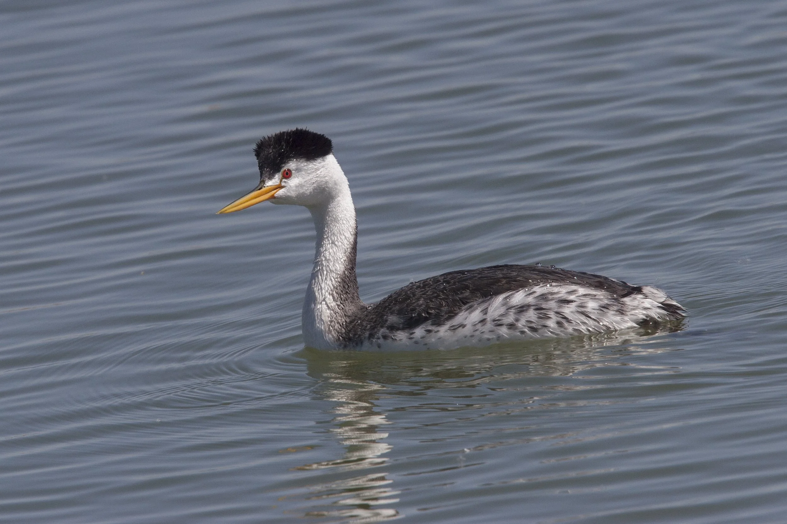 Clark's Grebe