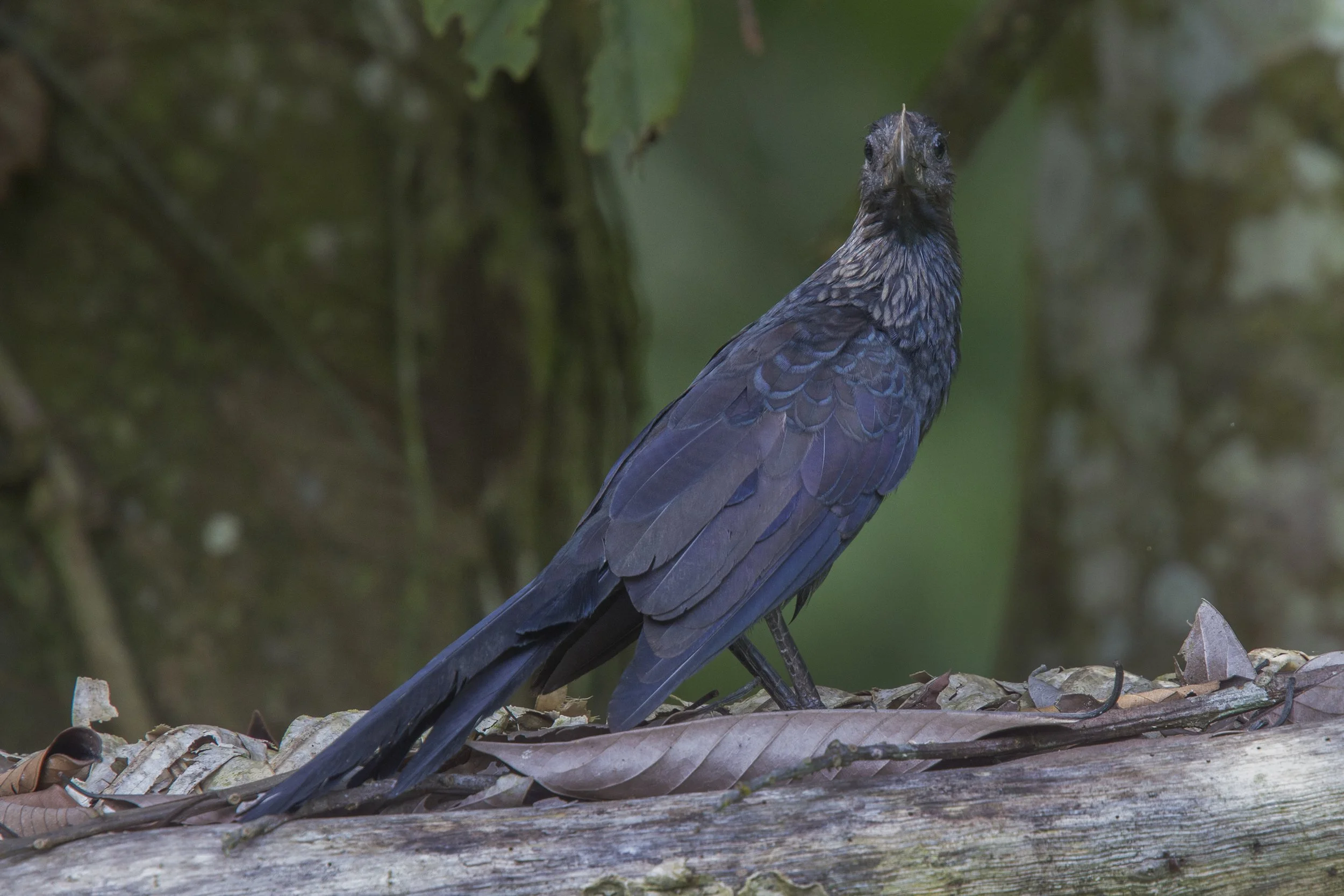 Smooth Billed Ani