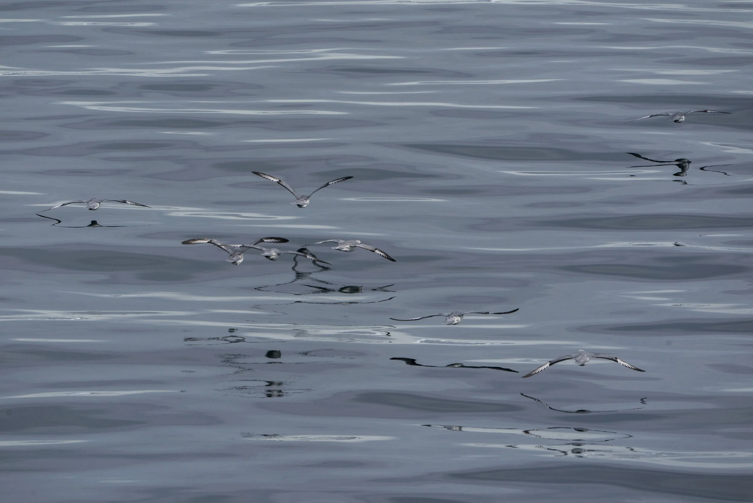 Southern Fulmar