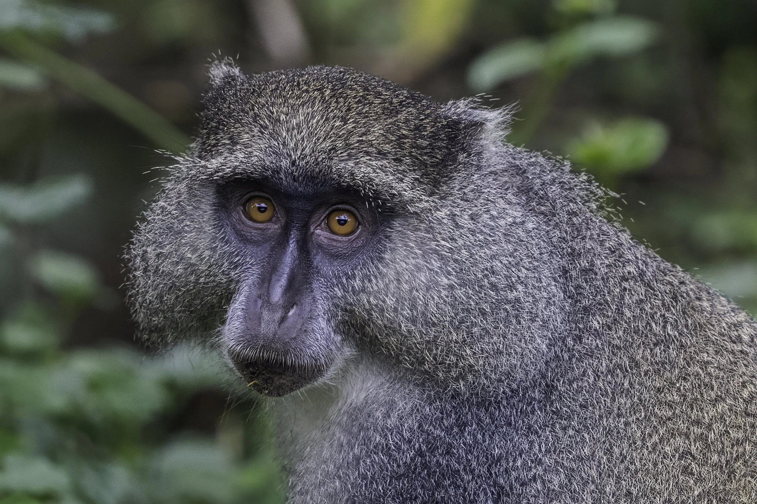 Blue monkey