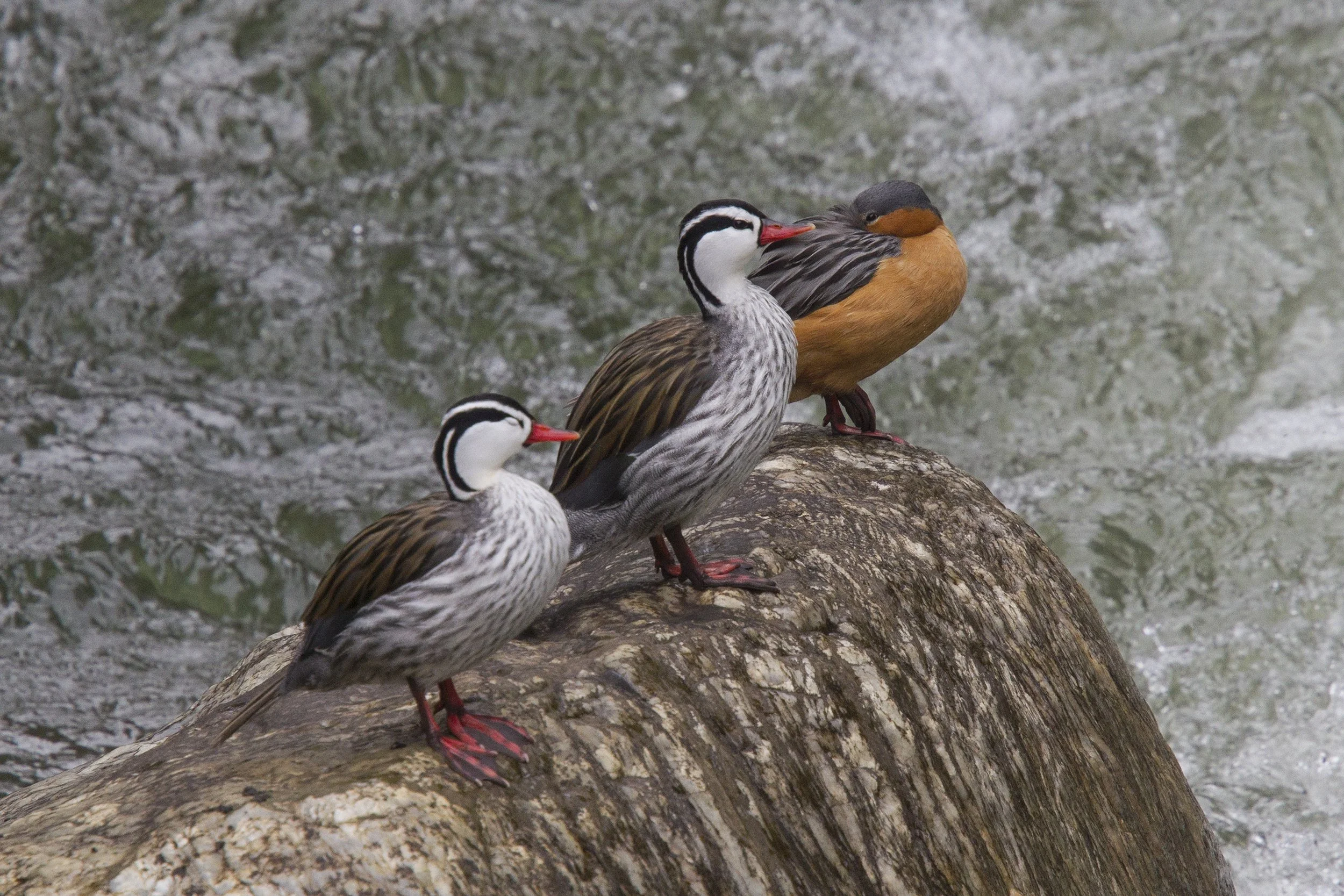Torrent Duck