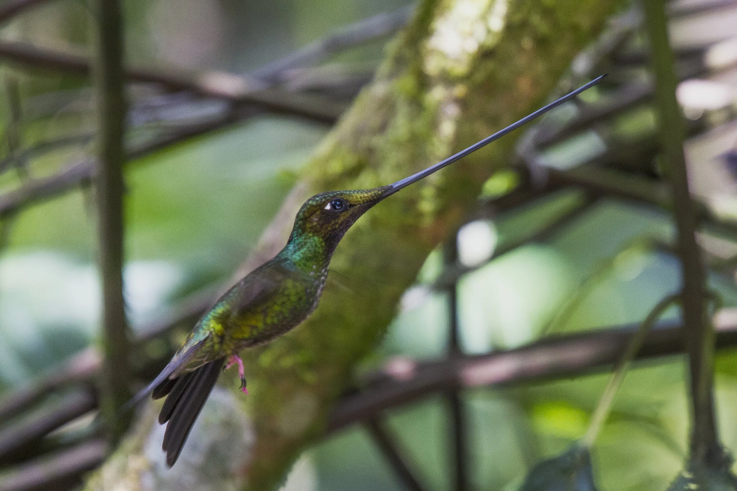 Sword Billed Hummingbird